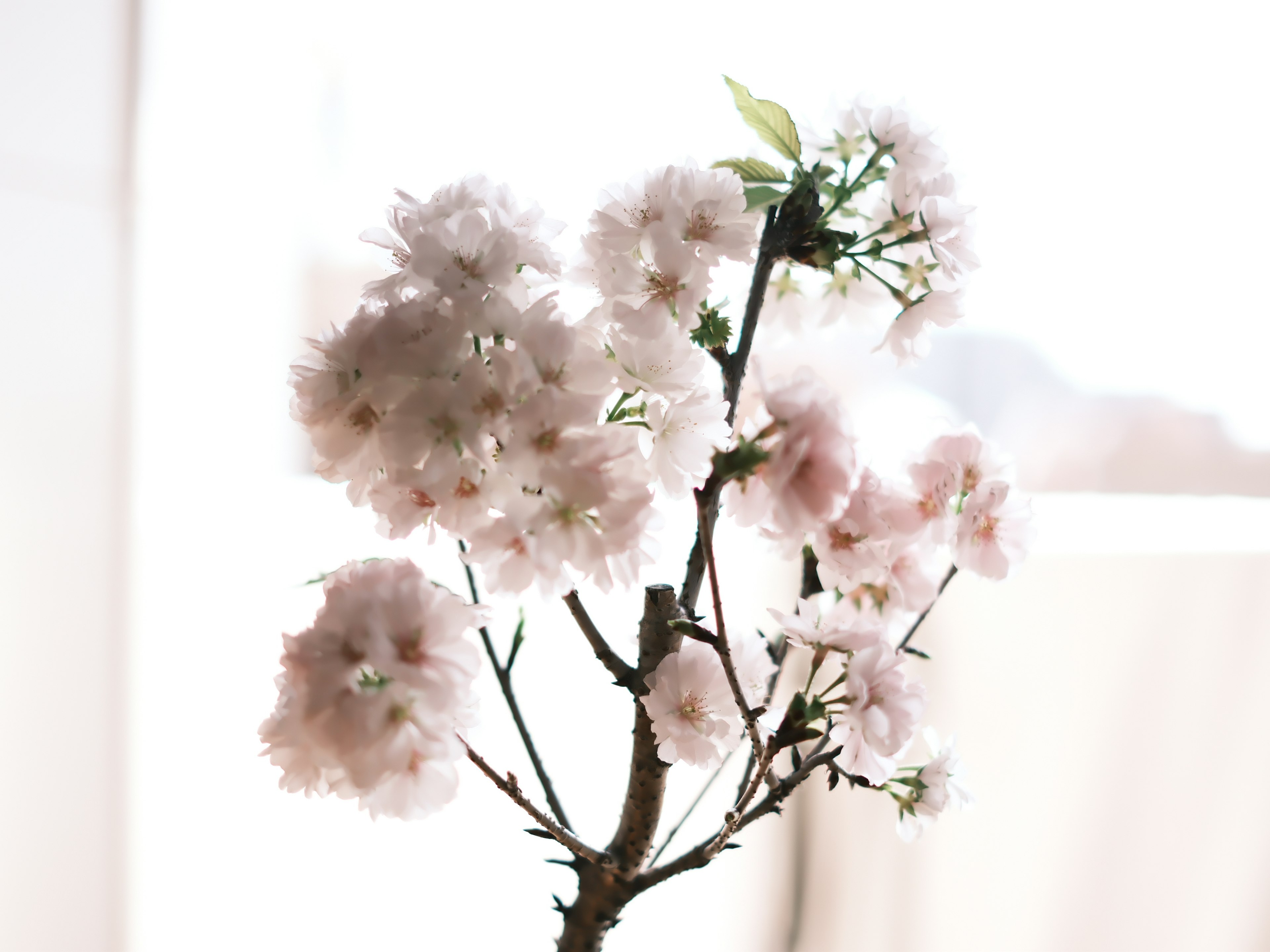 Close-up cabang pohon sakura dengan bunga pink muda di latar belakang terang