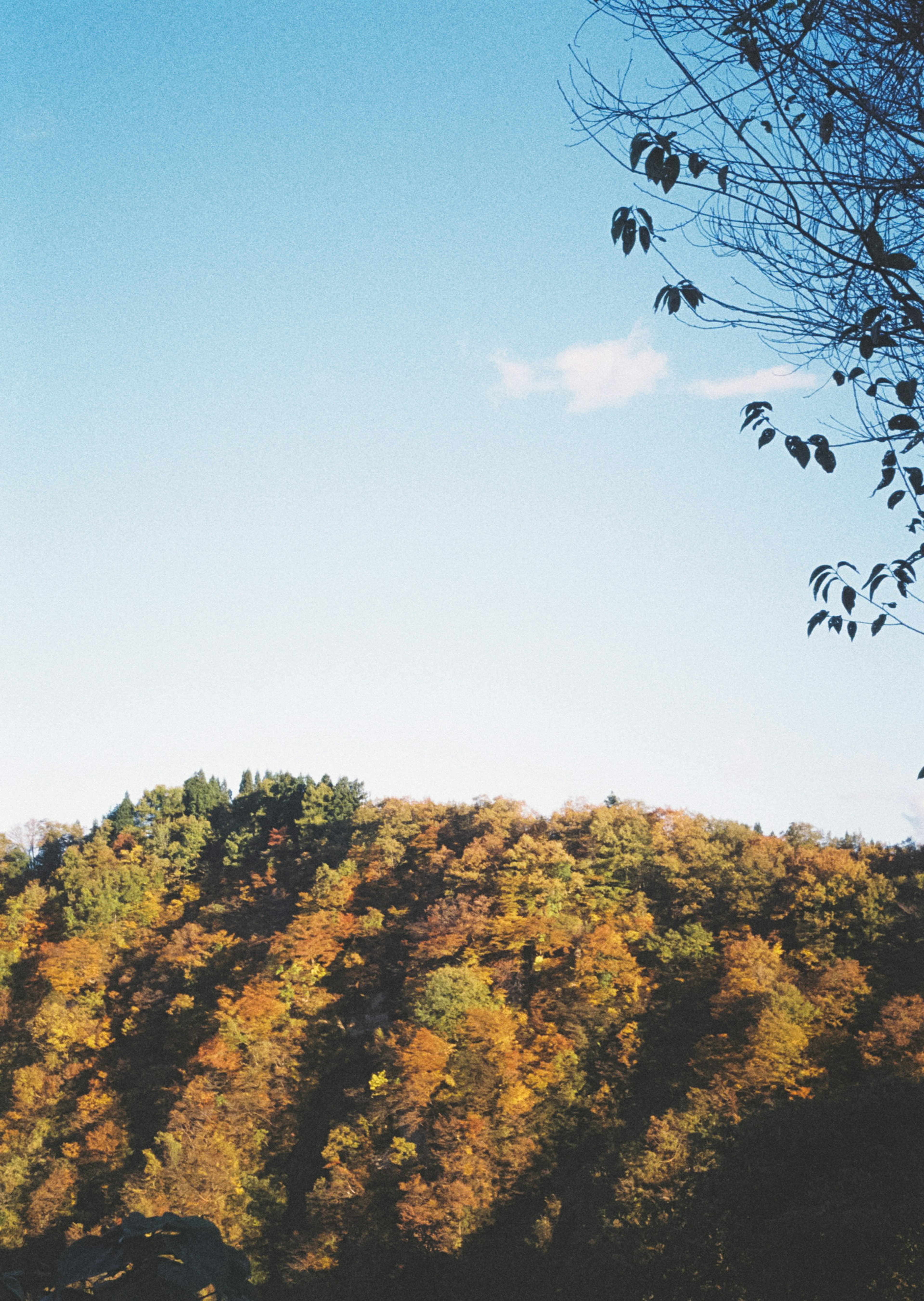 Montagnes couvertes de couleurs d'automne sous un ciel bleu clair