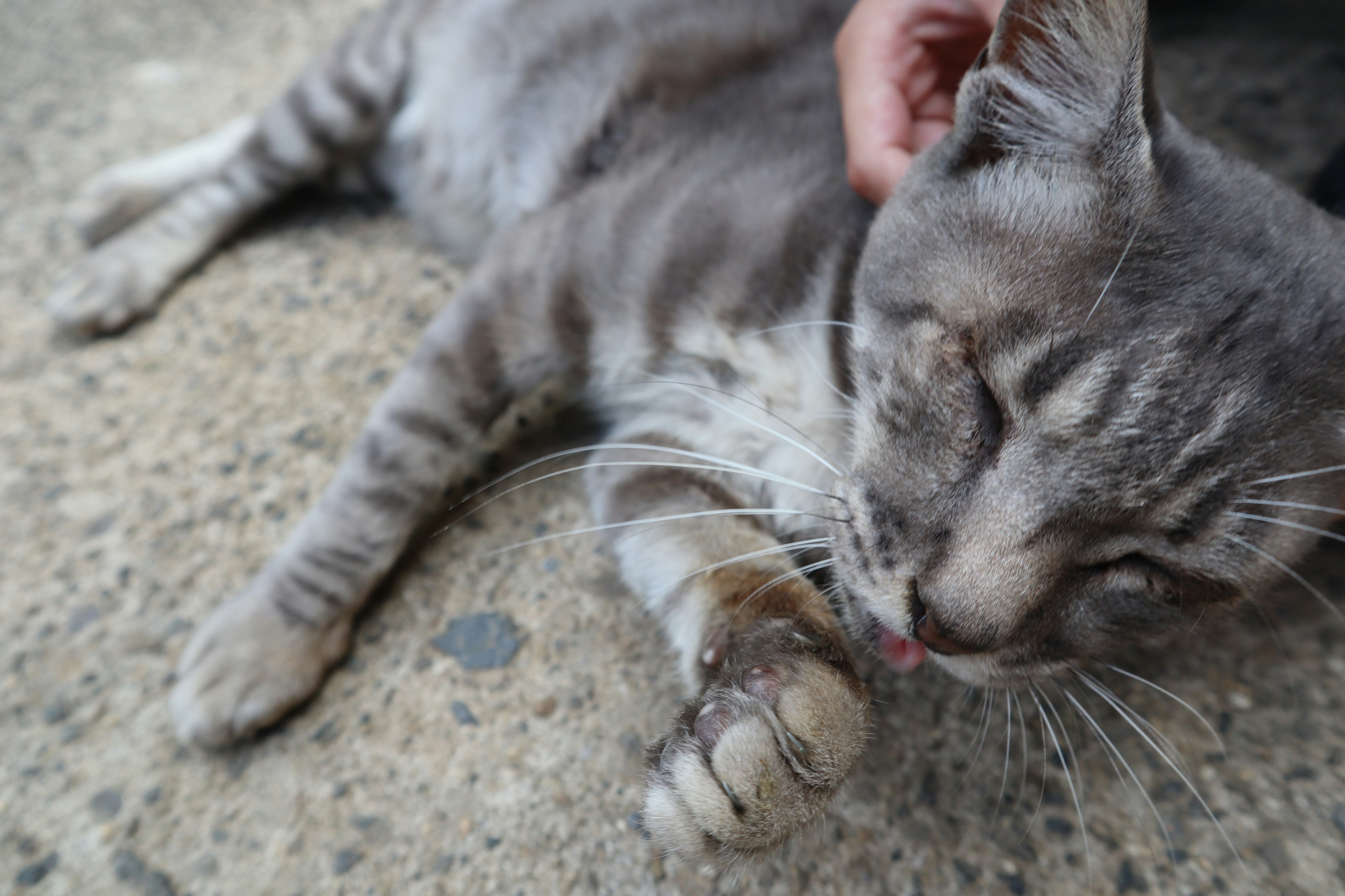 Gato gris acostado en el suelo siendo acariciado