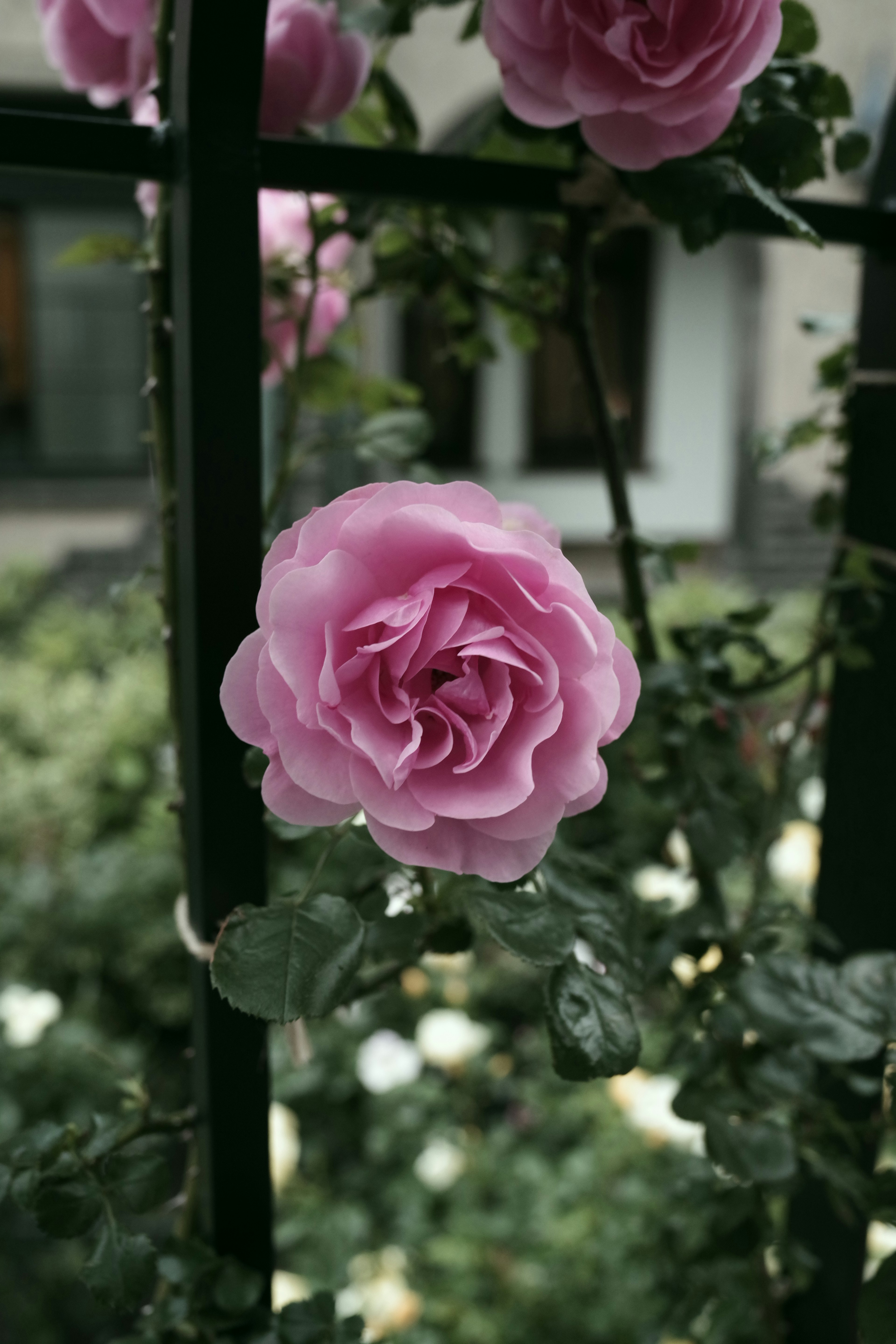 Una rosa rosa floreciendo a lo largo de una cerca