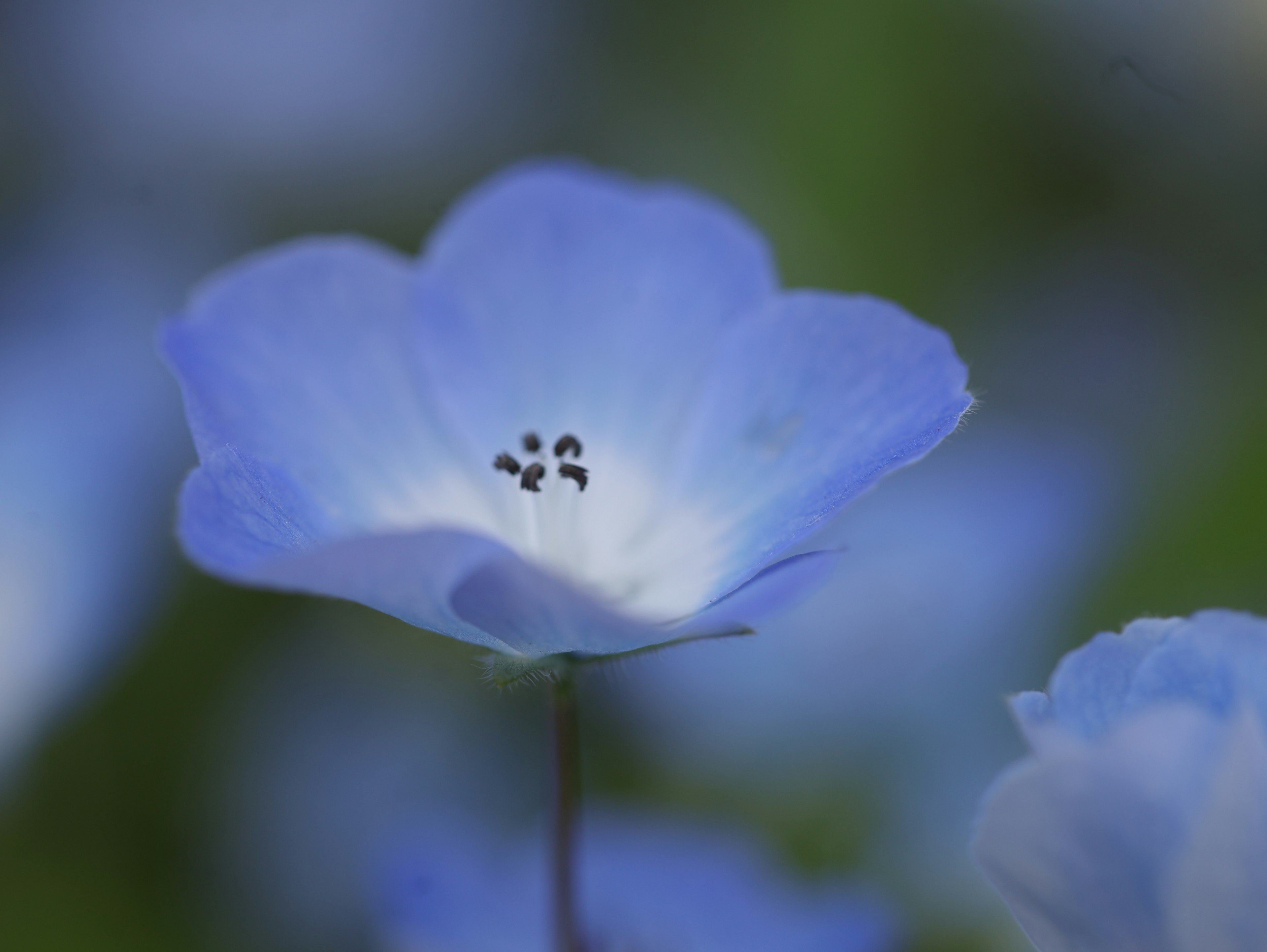 Close-up of a blue flower with black stamens at the center