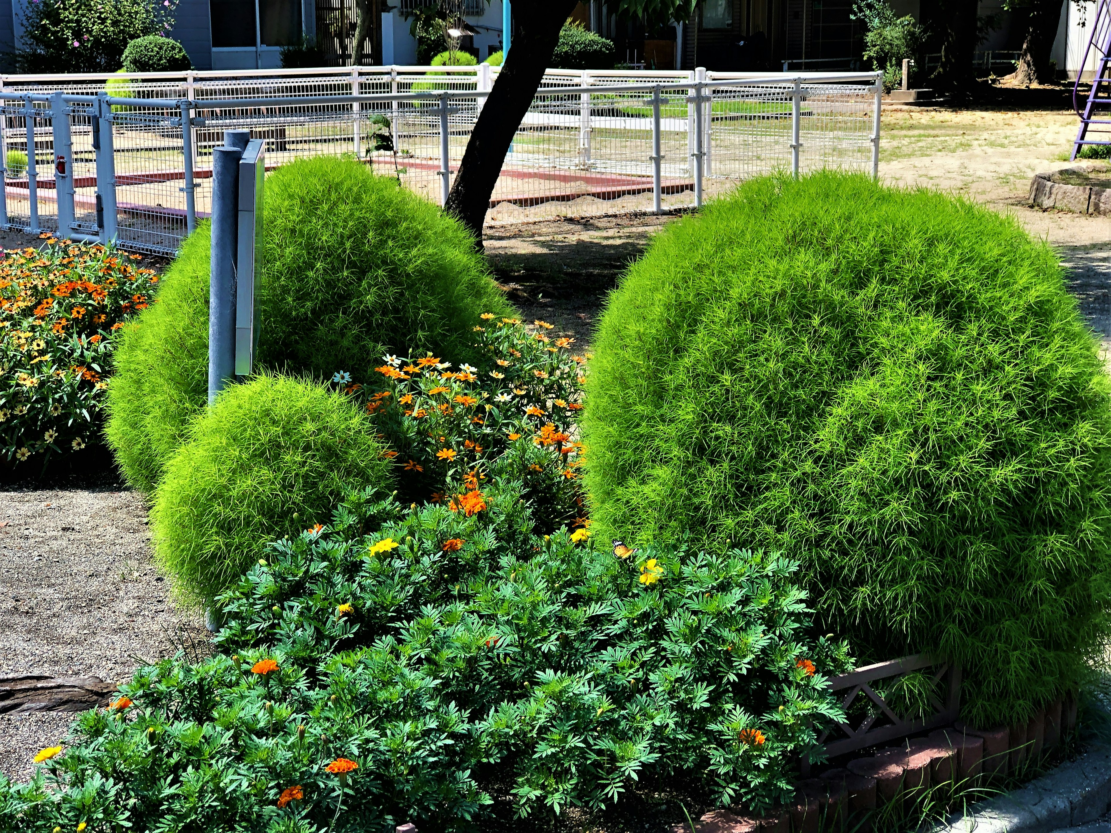 緑色の丸い低木とオレンジ色の花が咲く庭の風景