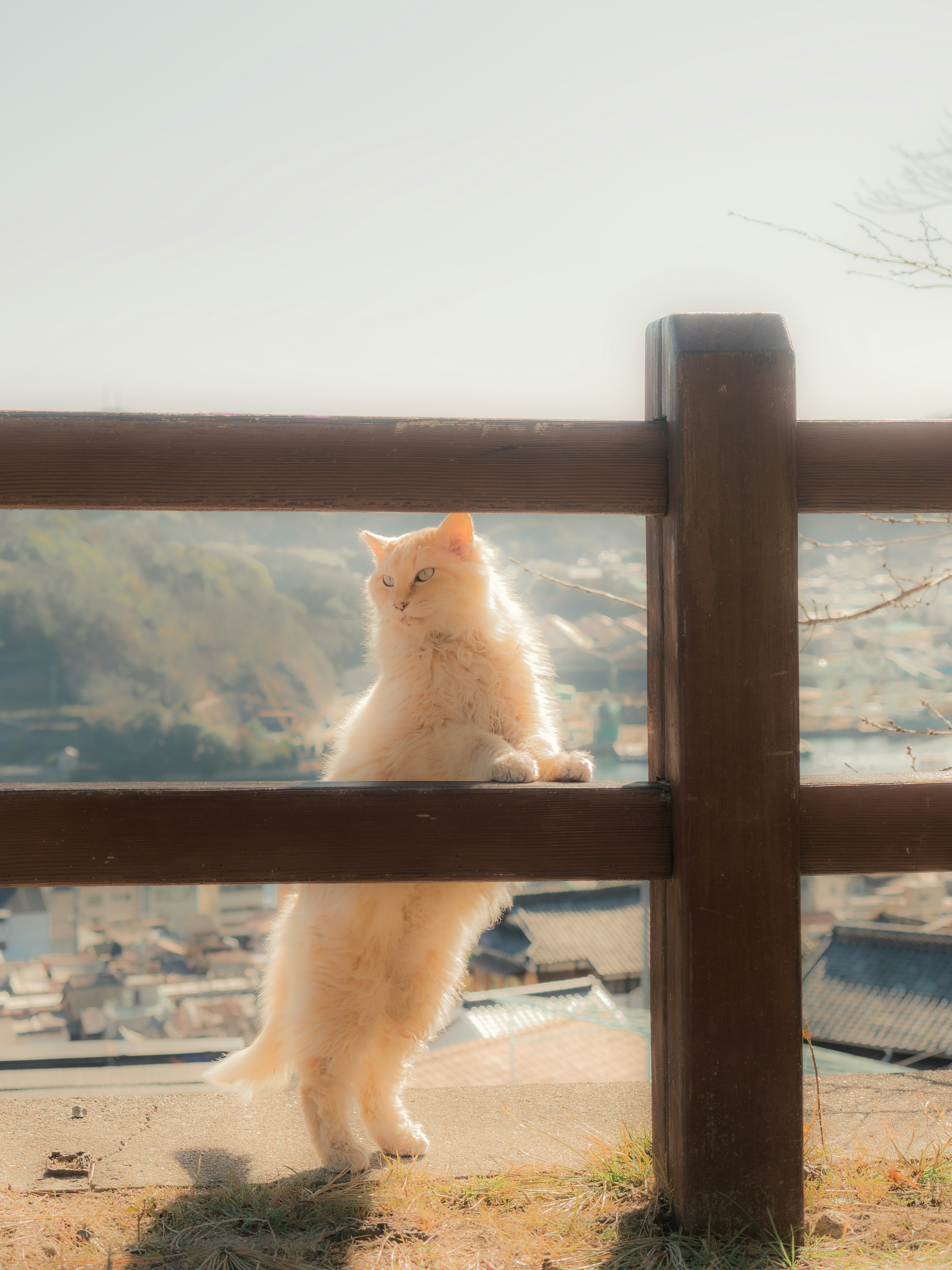 A white cat leaning against a wooden fence overlooking a scenic view