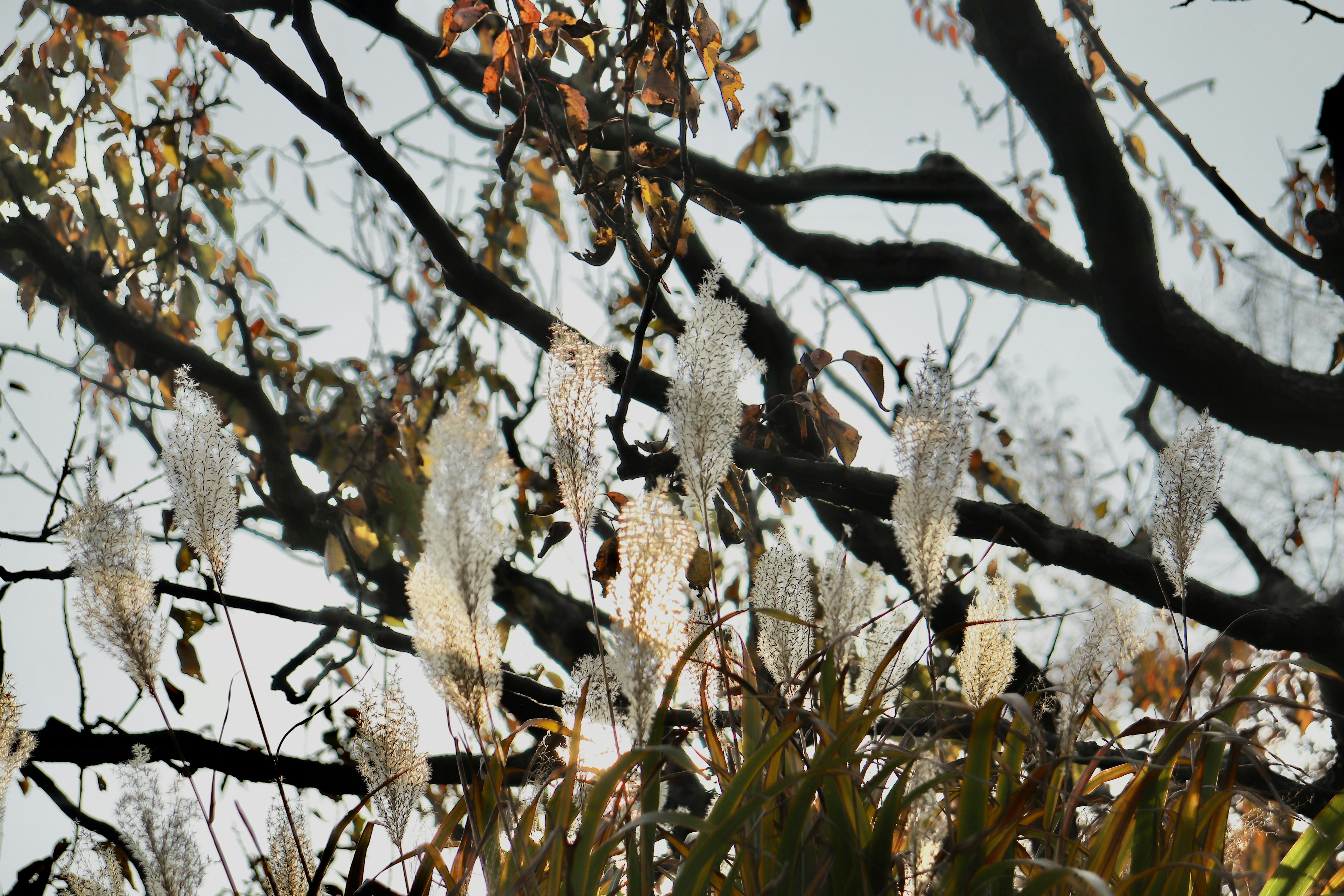 白い花が咲いている木の枝と秋の葉