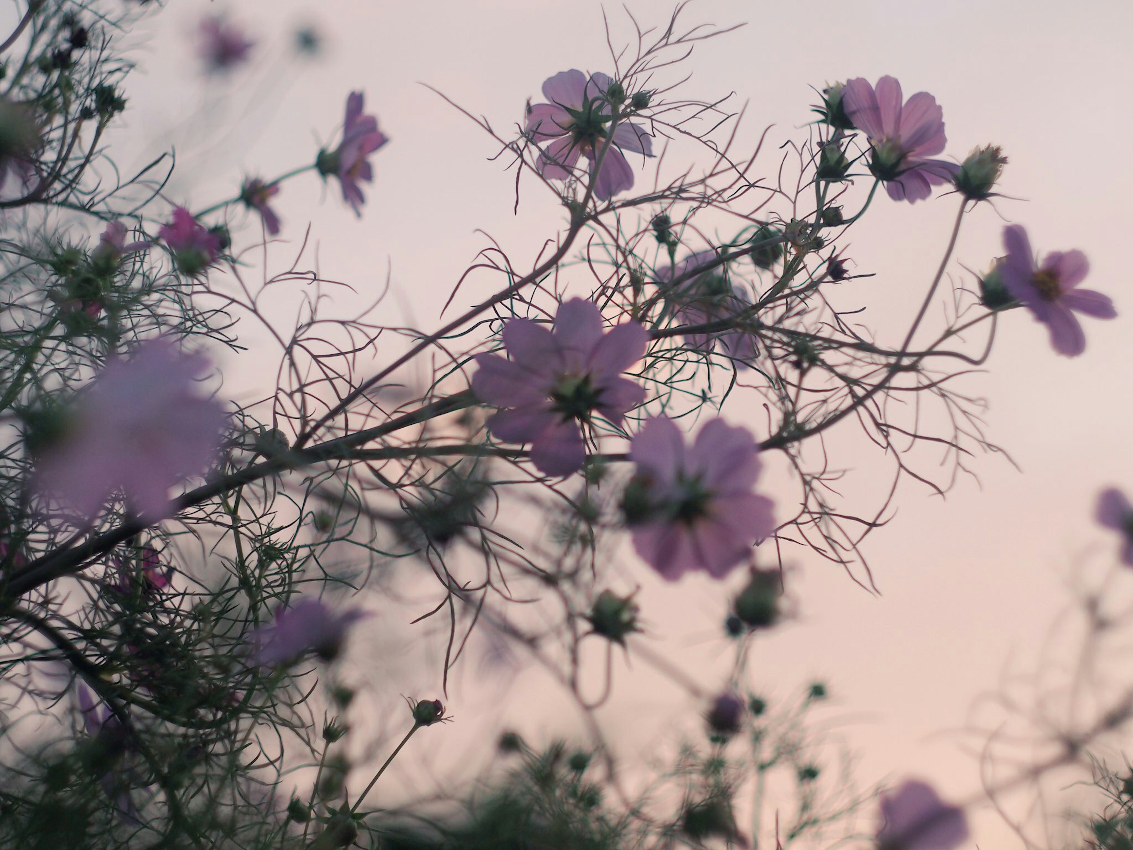 薄紫色の花が咲く植物のクローズアップで柔らかな背景