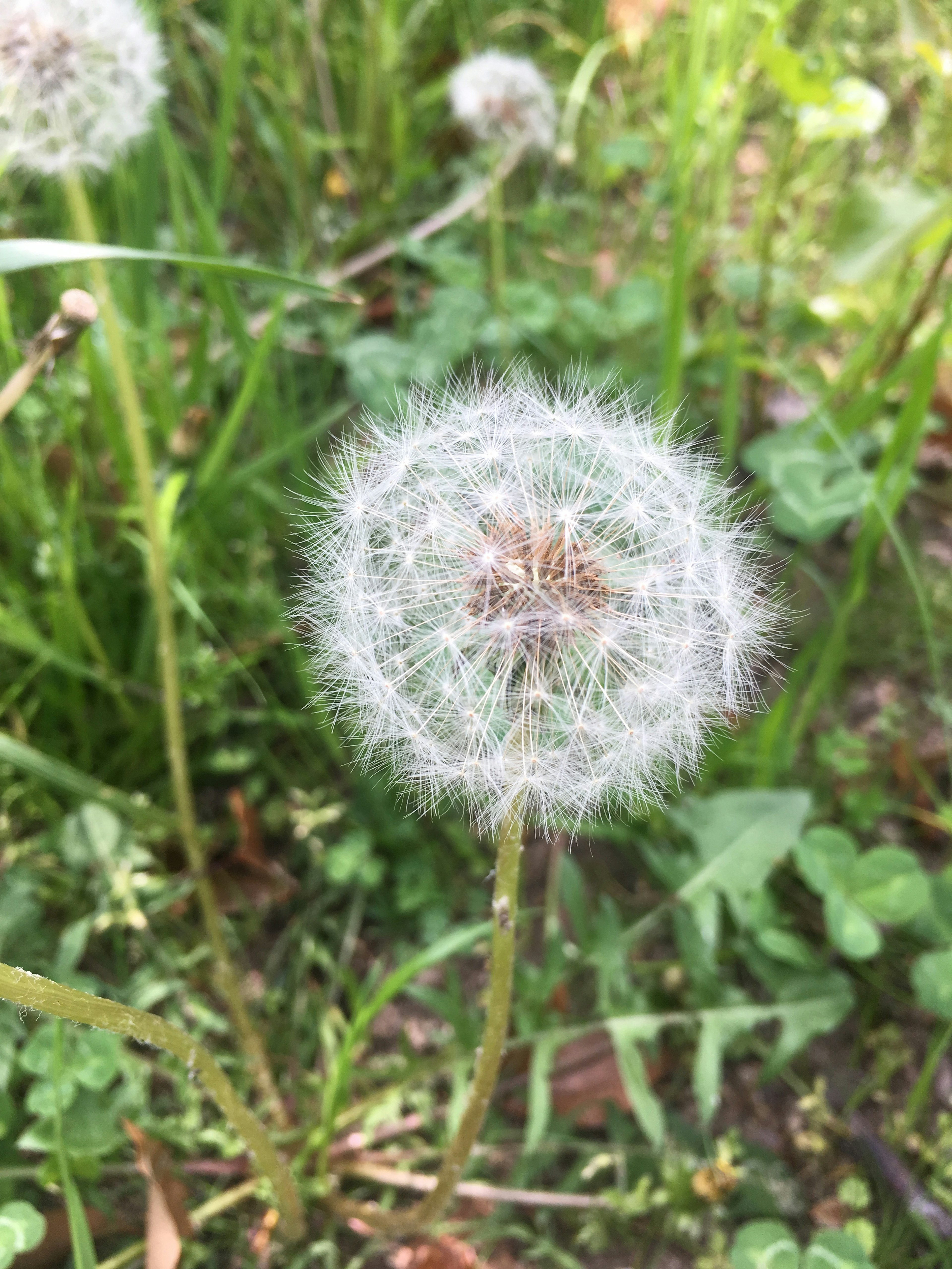 Ein Löwenzahn-Puffball umgeben von grünem Gras mit zarten weißen Fasern