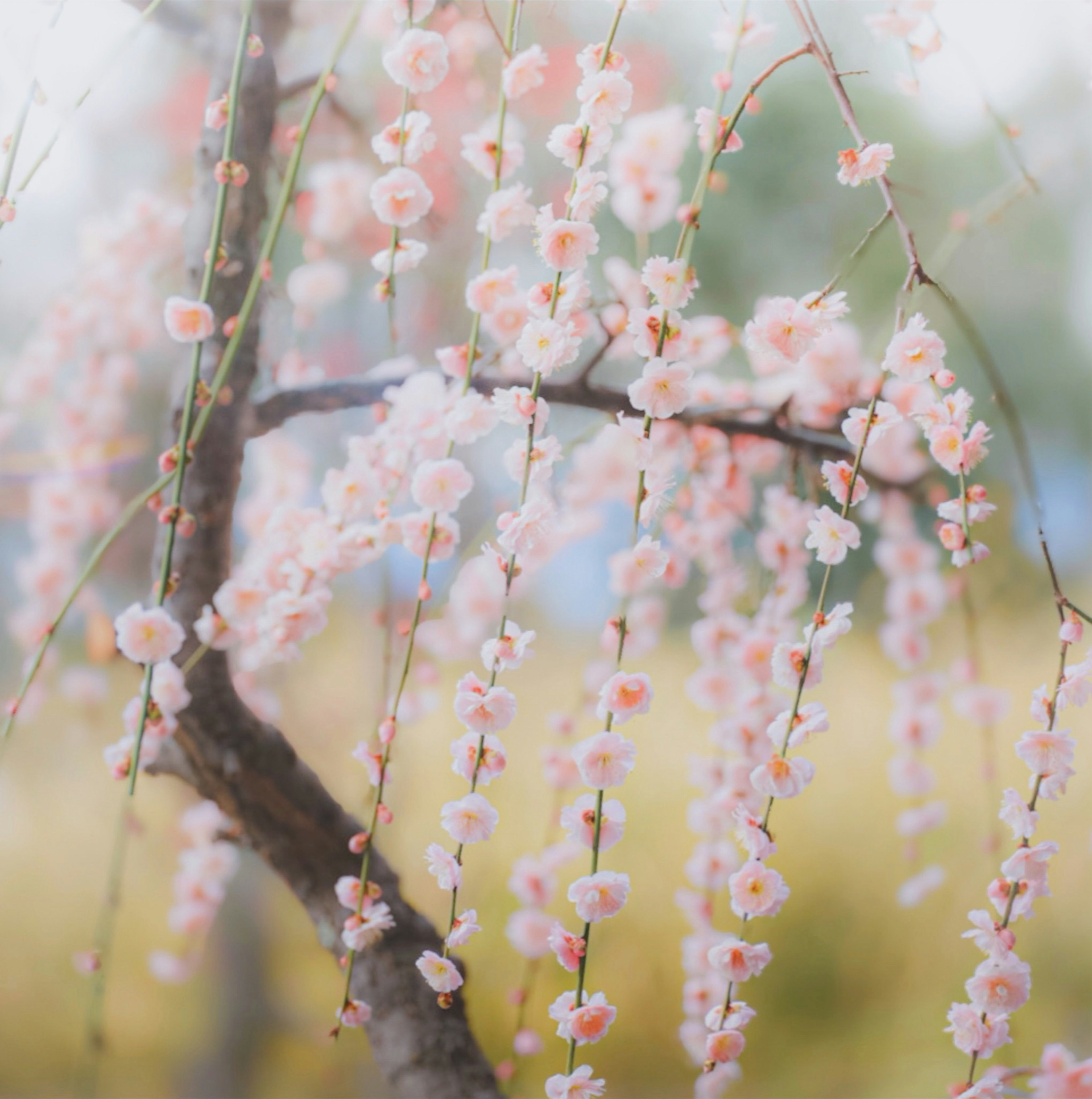 Close-up cabang bunga cherry dengan bunga merah muda yang lembut