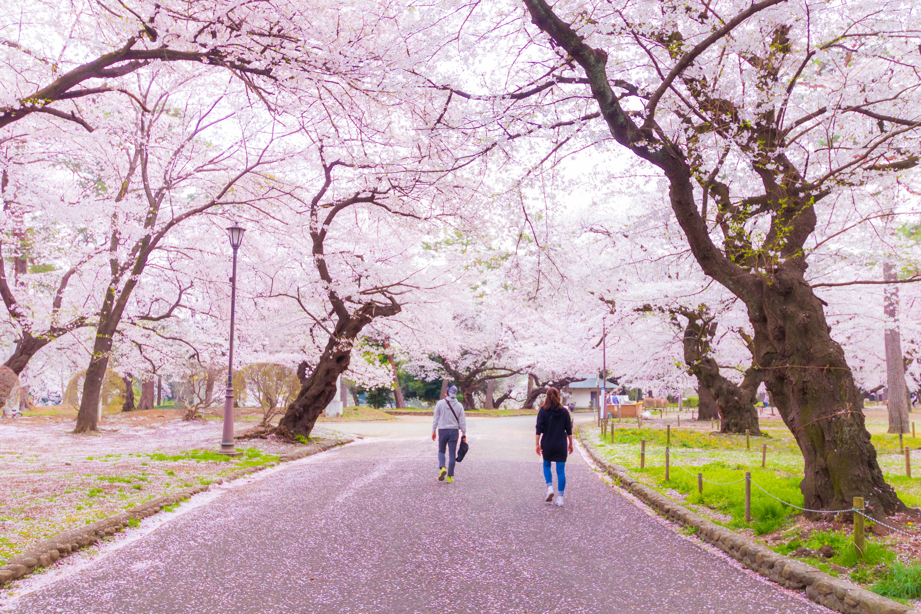 Two people walking on a path lined with cherry blossom trees