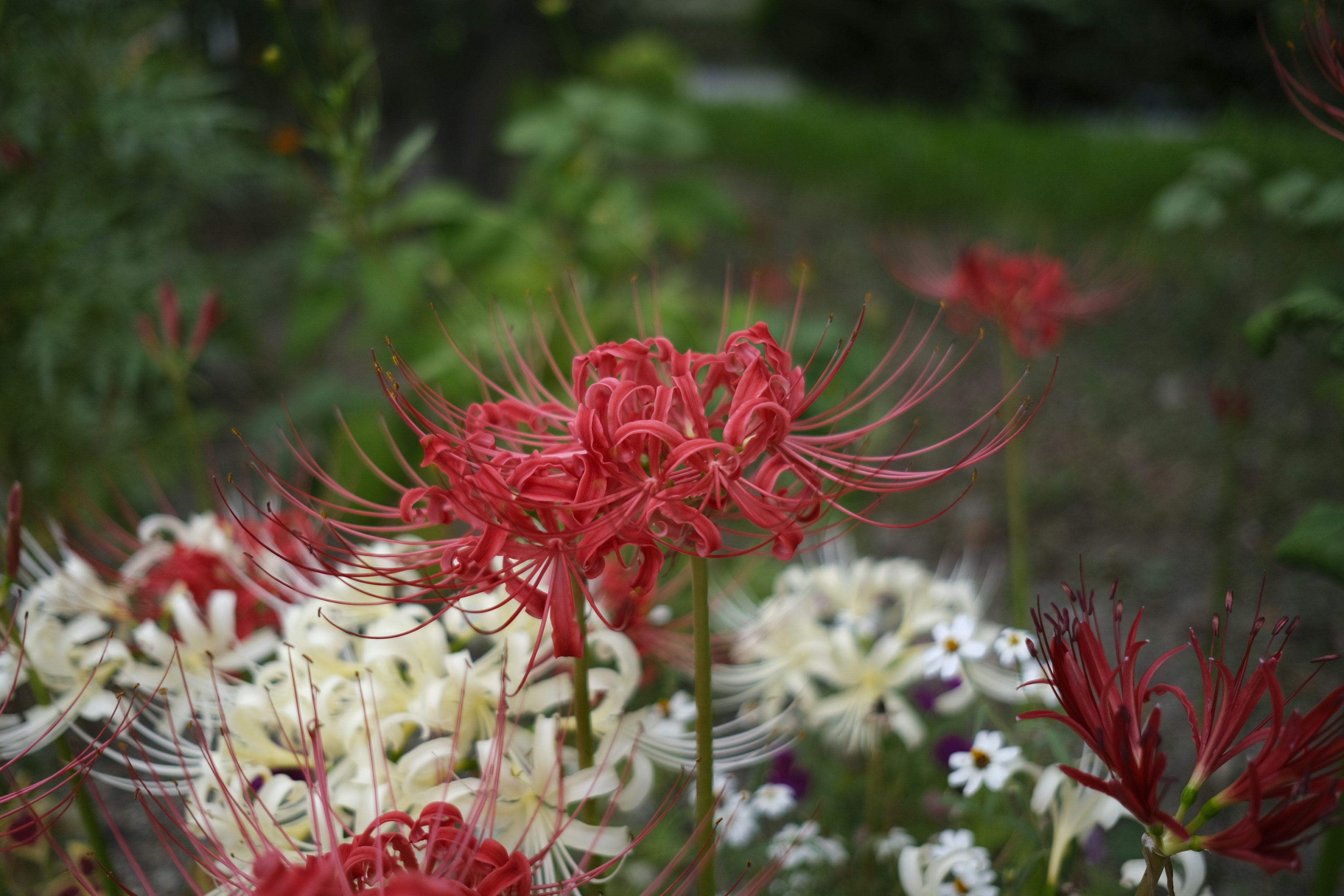 A garden scene featuring red spider lilies and white flowers