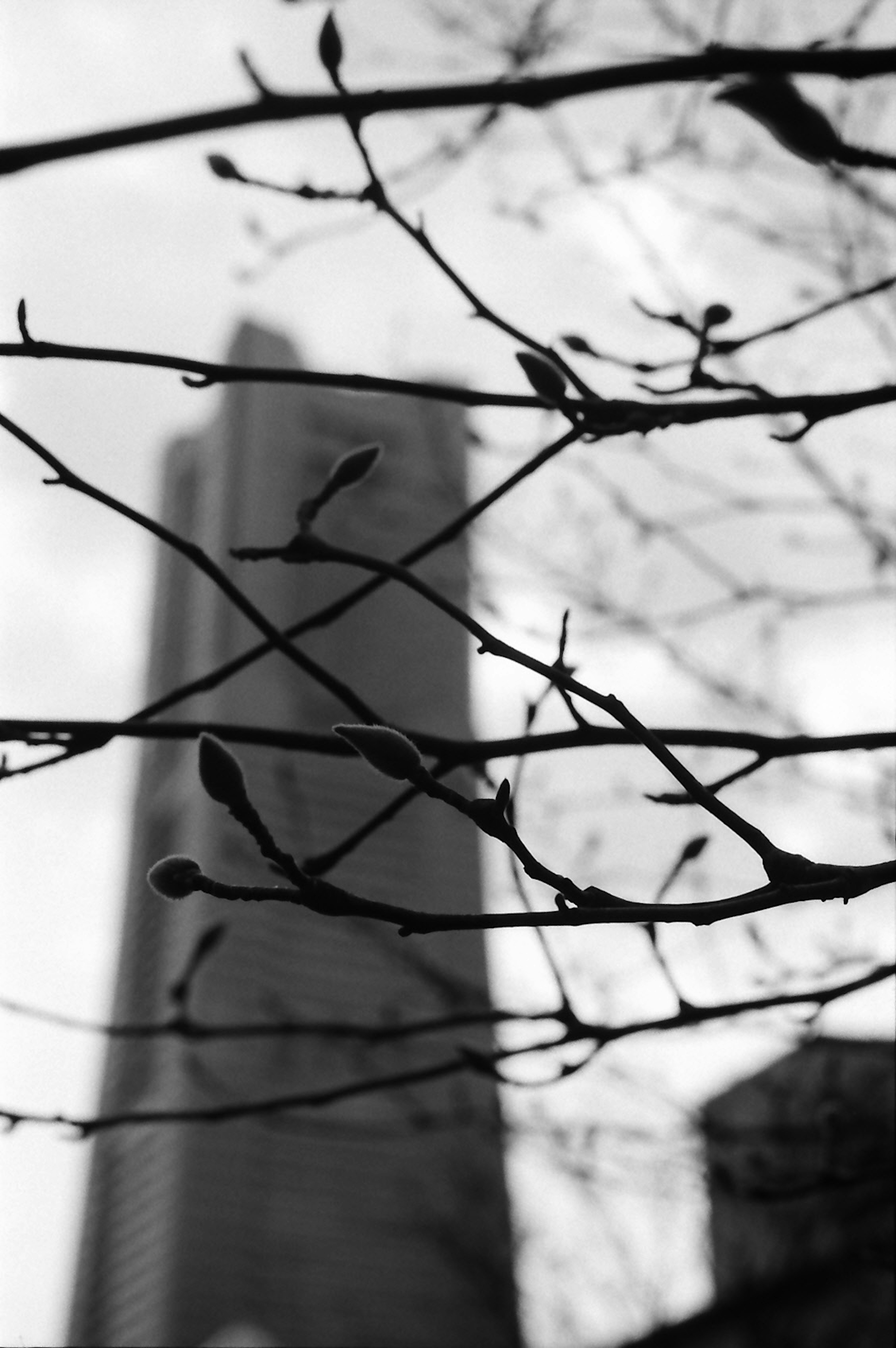 Branches and buds in black and white with a city silhouette in the background