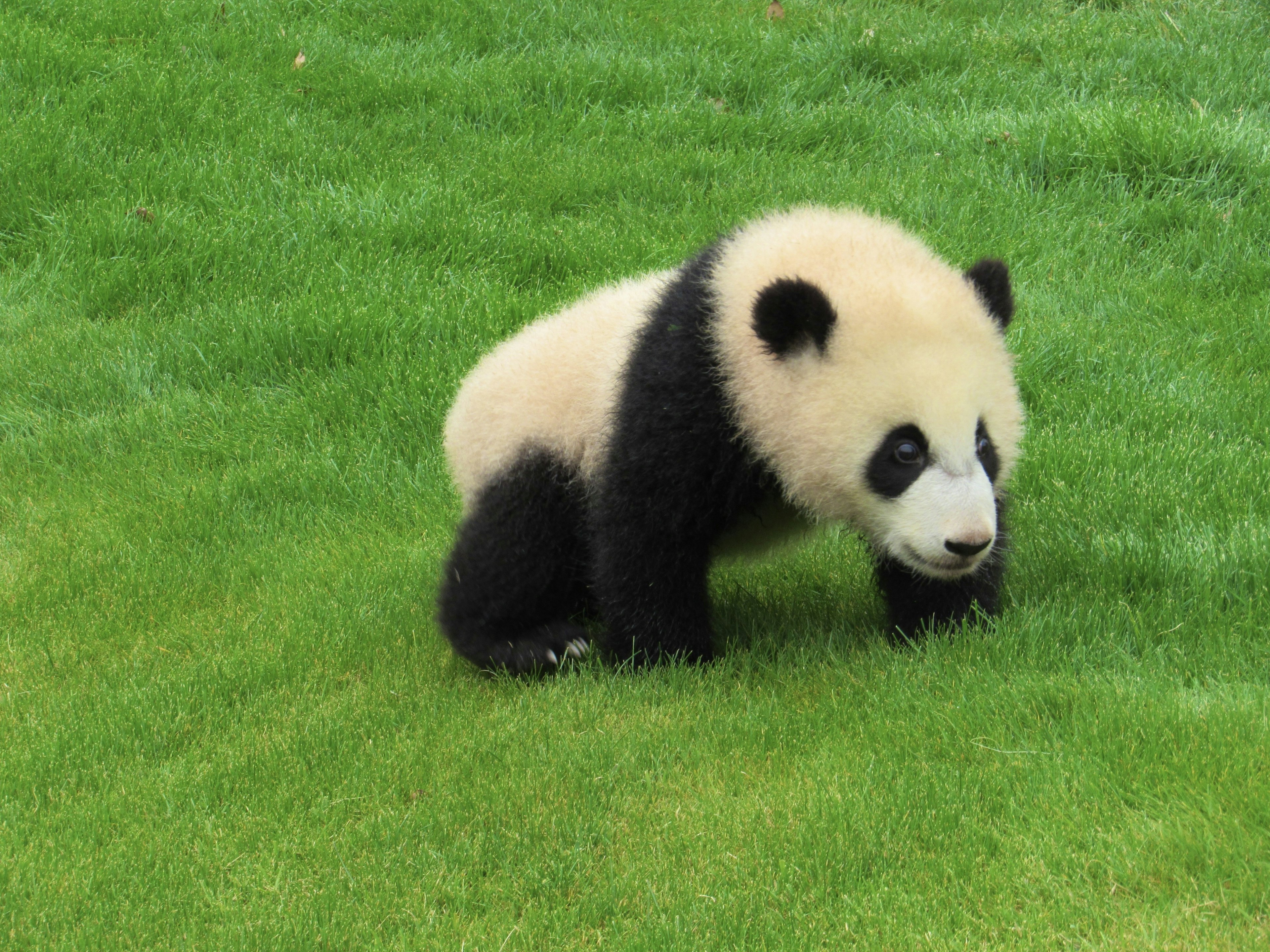 Un cucciolo di panda che gioca sull'erba verde