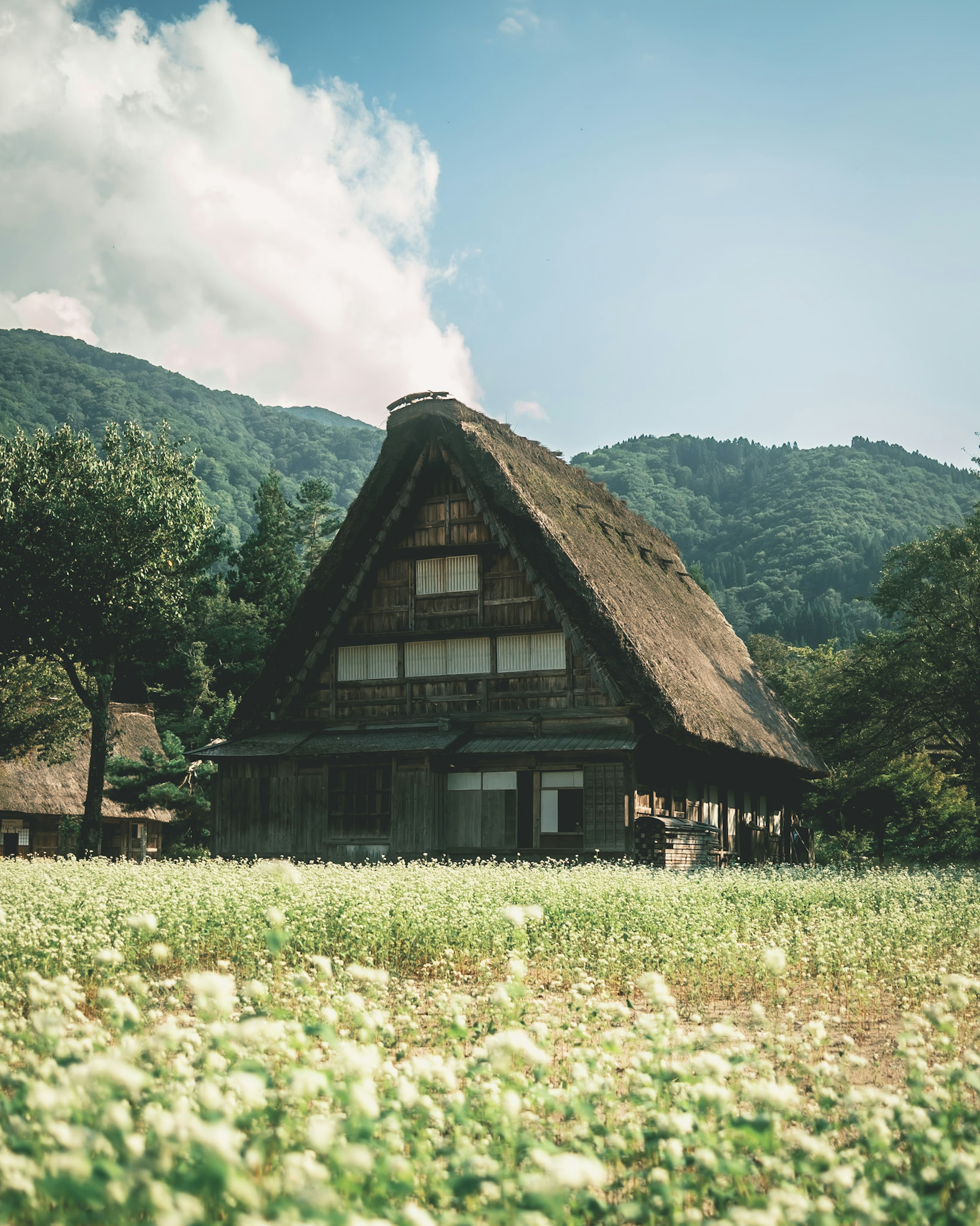 傳統日本合掌造屋在風景如畫的鄉村景觀中