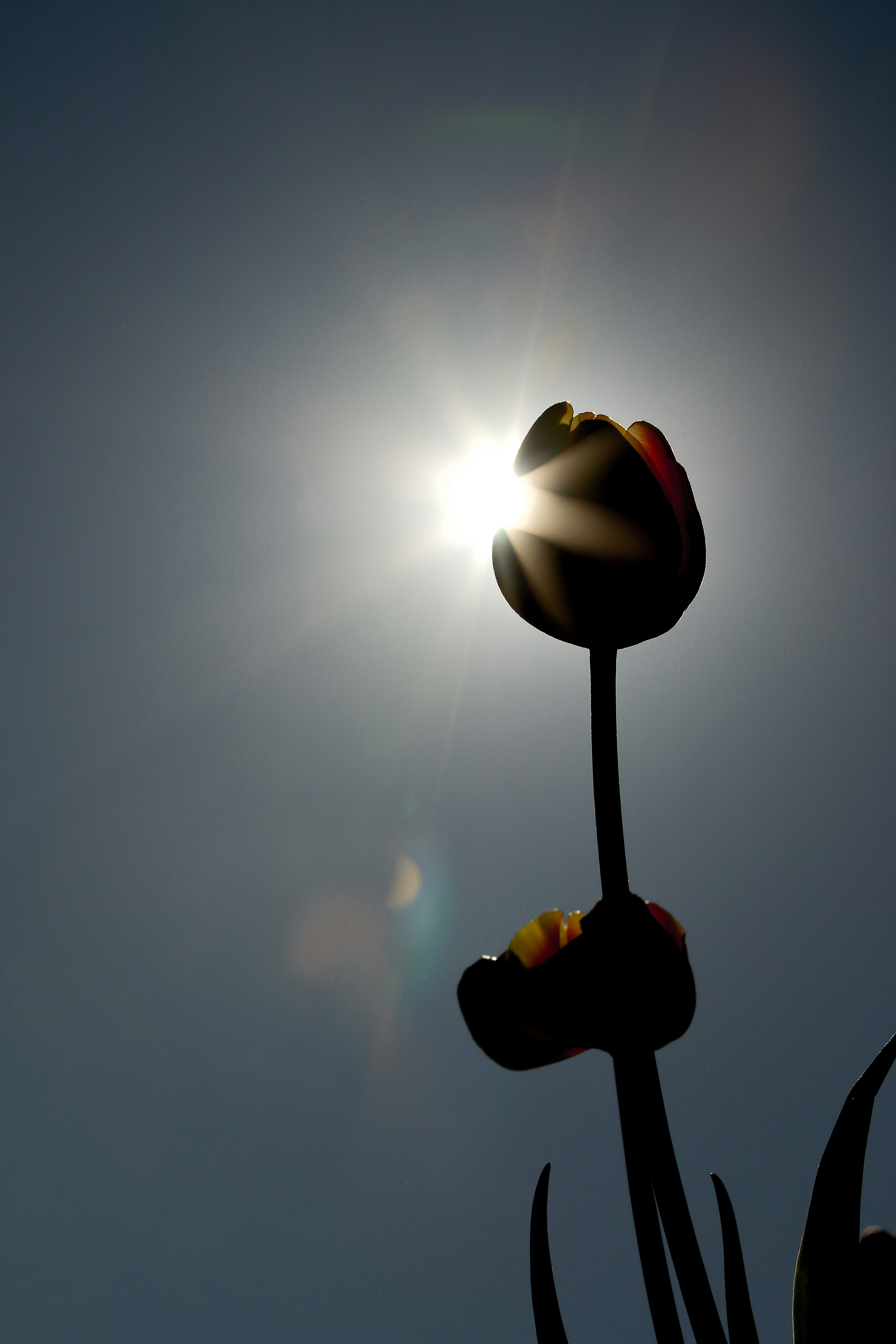 Silhouette di tulipani contro la luce del sole