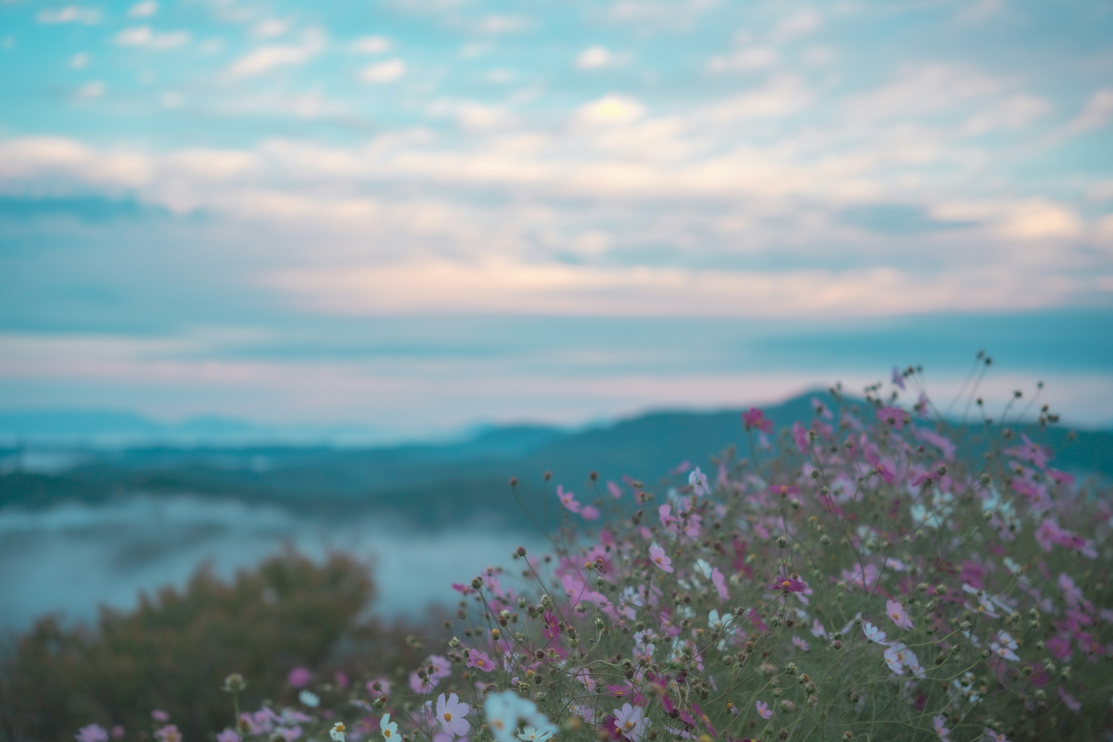 淡い青空と雲の下に色とりどりの花が咲いている風景