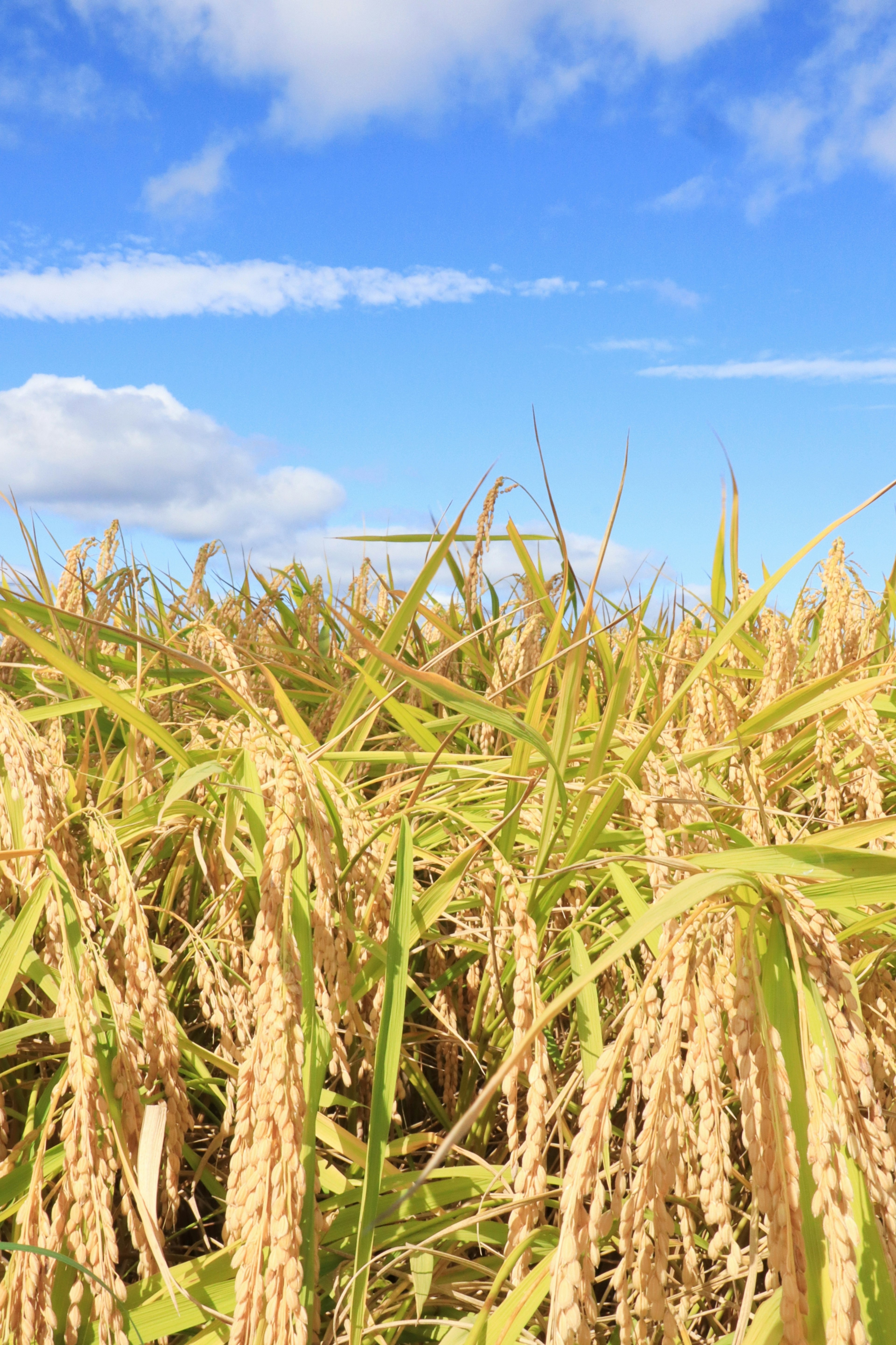 Un campo di riso sotto un cielo azzurro