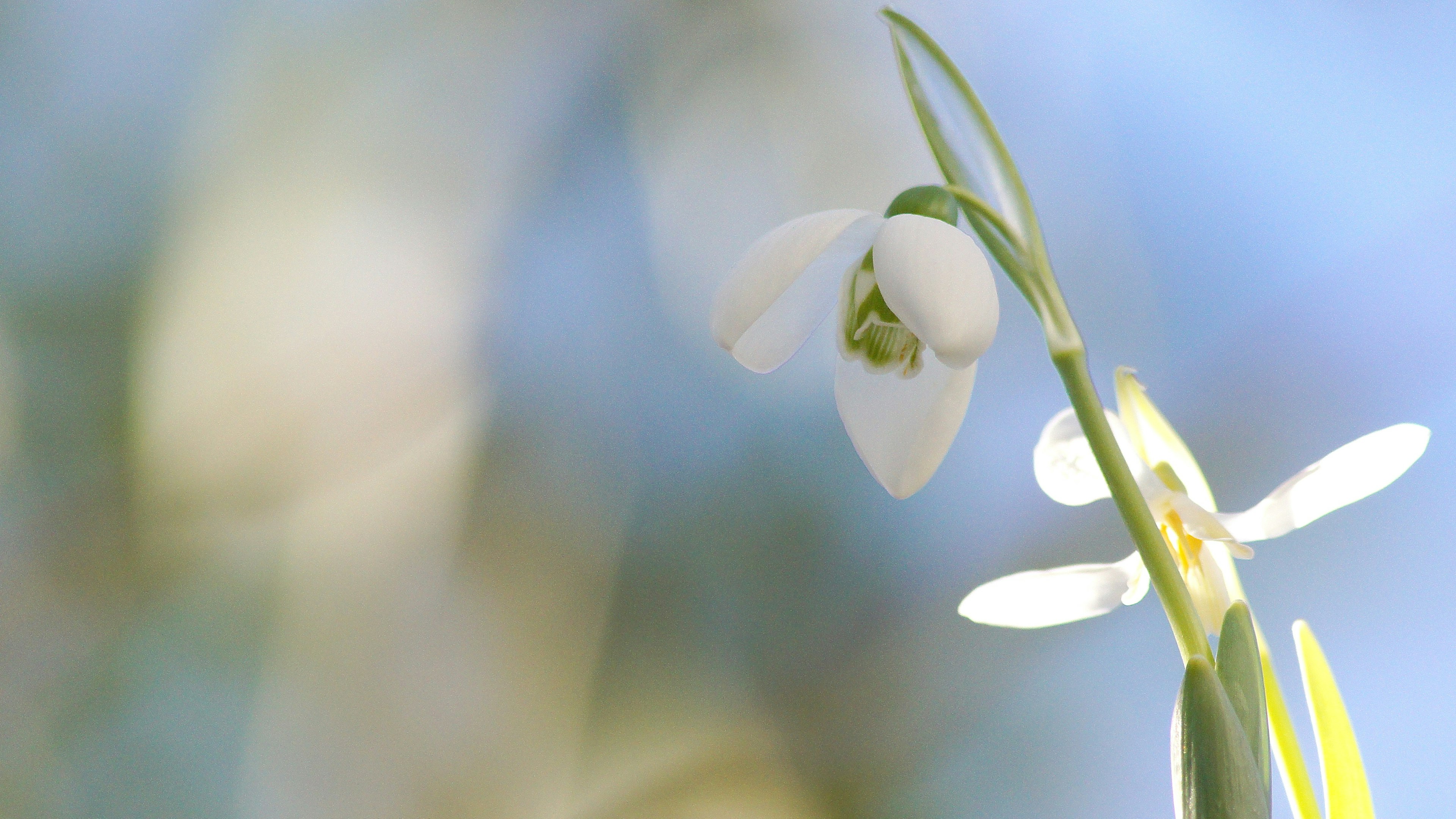 White snowdrop flower blooming against a blue sky background