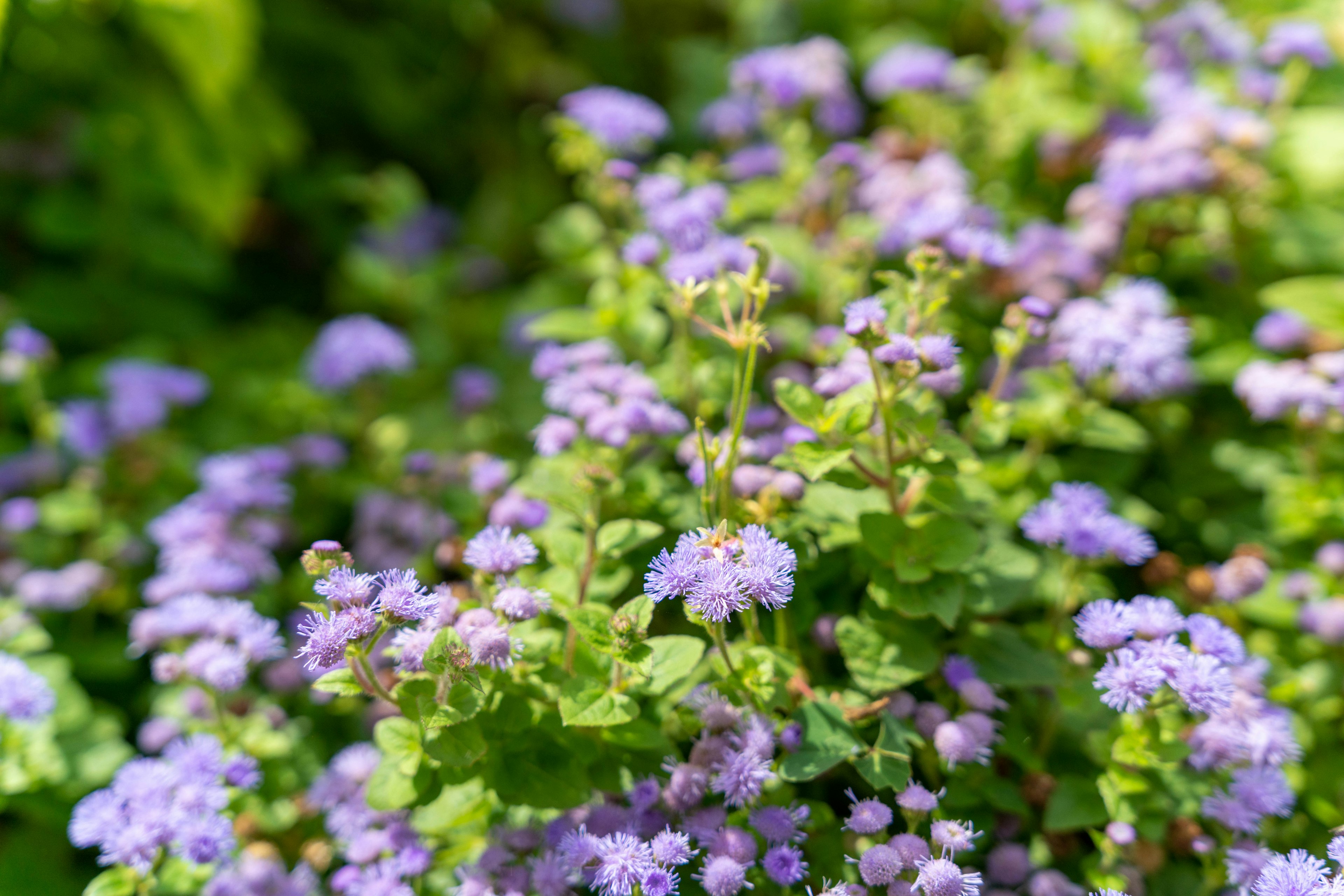 Una pianta con piccoli fiori viola e foglie verdi