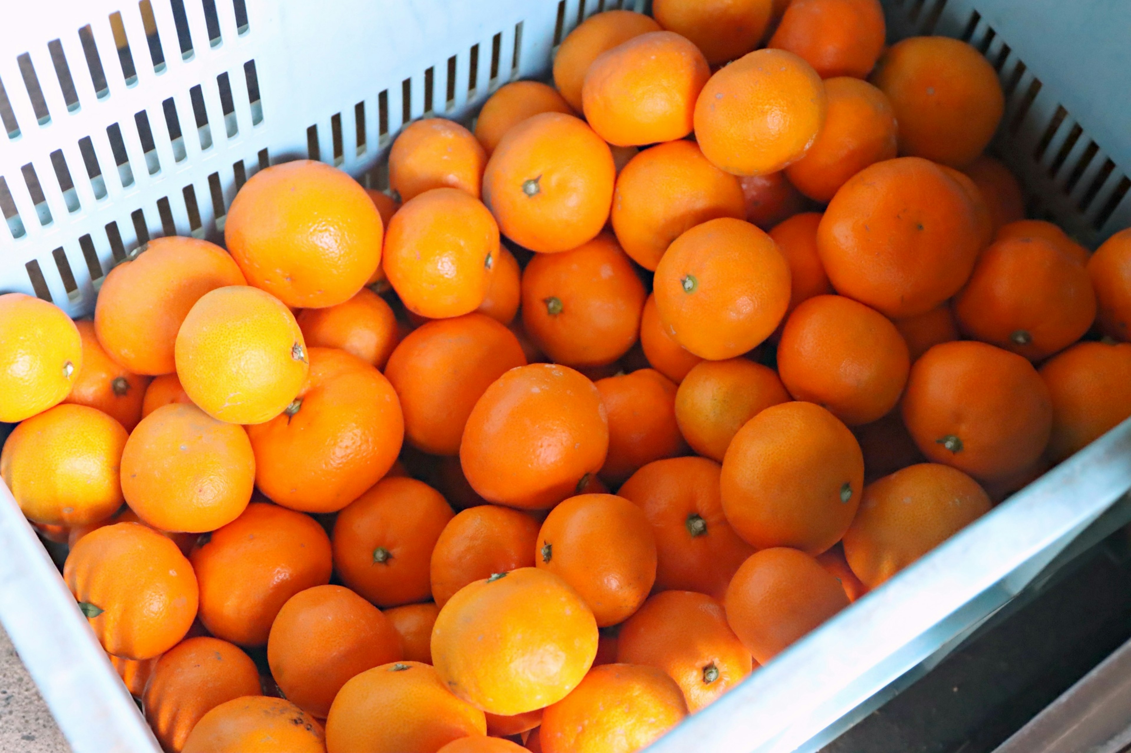 A blue basket filled with bright orange citrus fruits