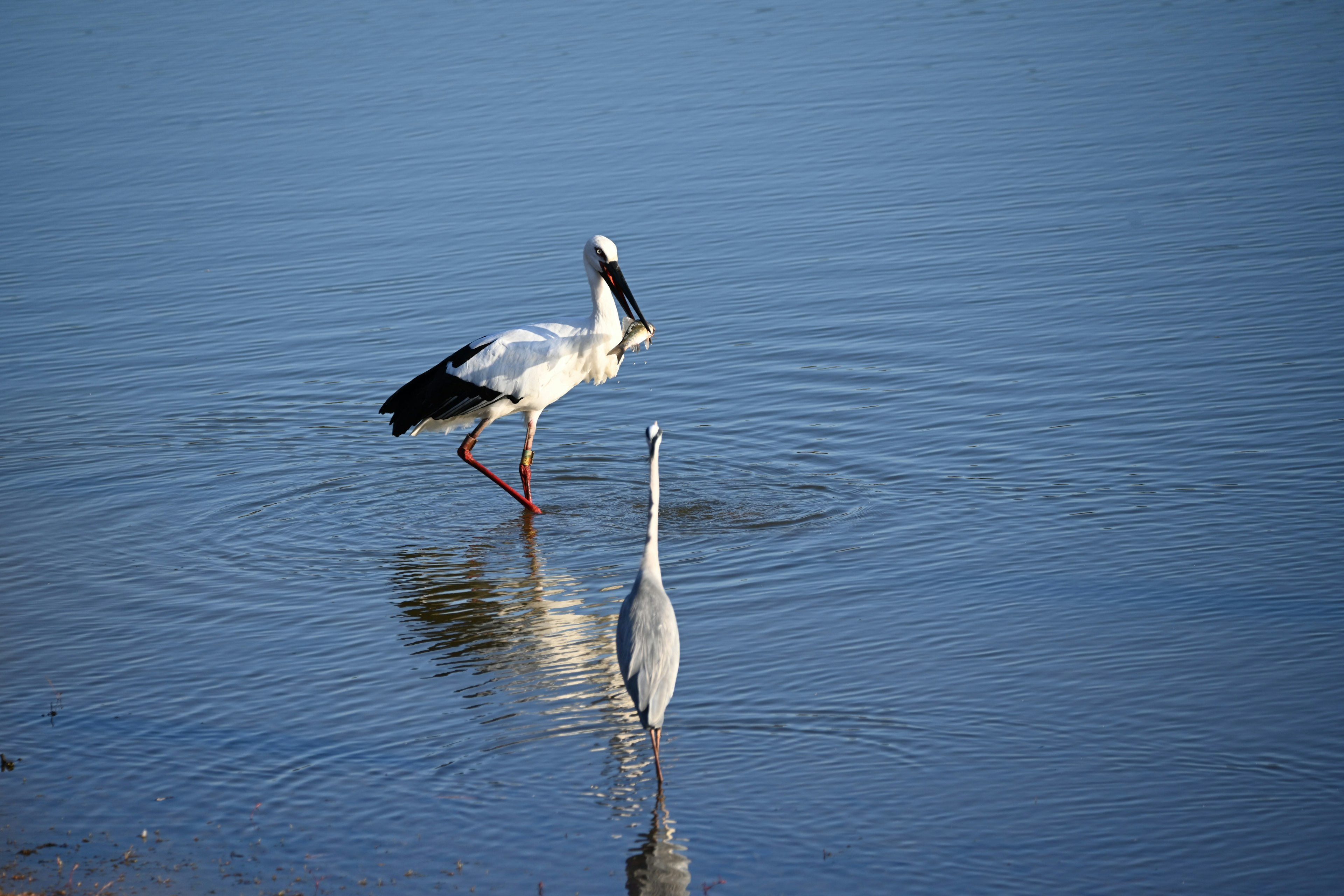 Two birds standing on the water surface a white bird and a gray bird are visible