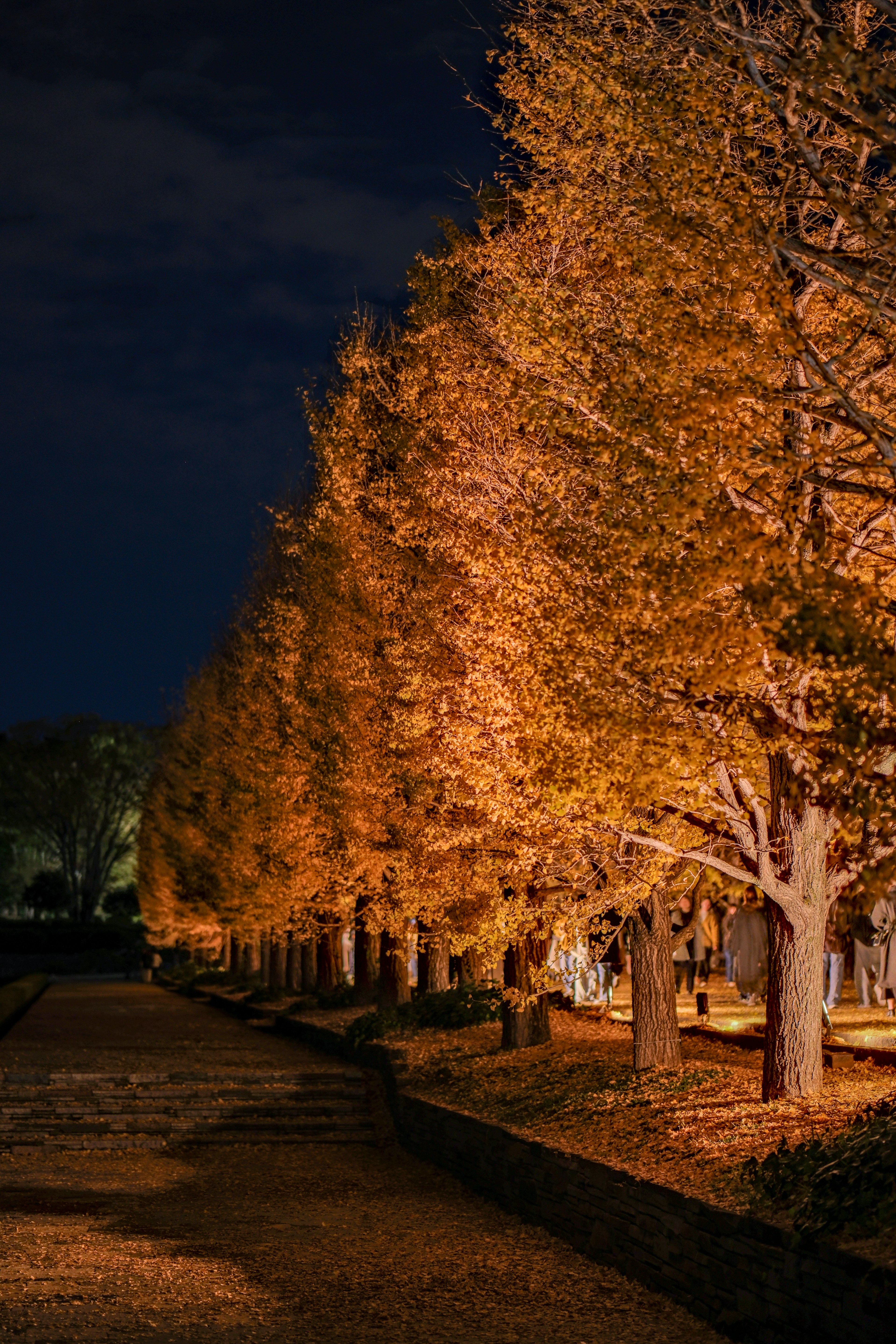 Rows of orange trees in a park at night