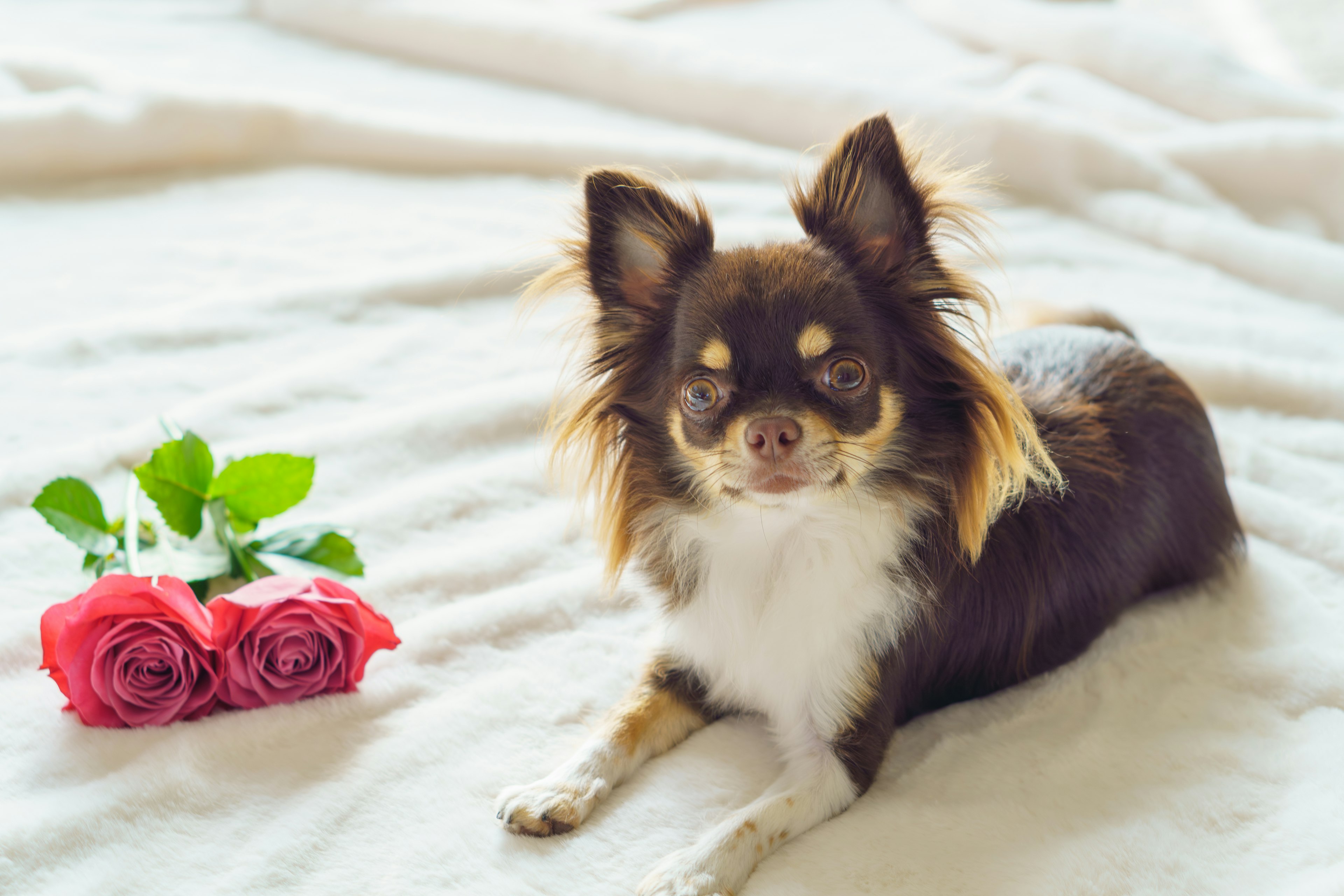 Brown Chihuahua lying next to pink roses on a soft surface