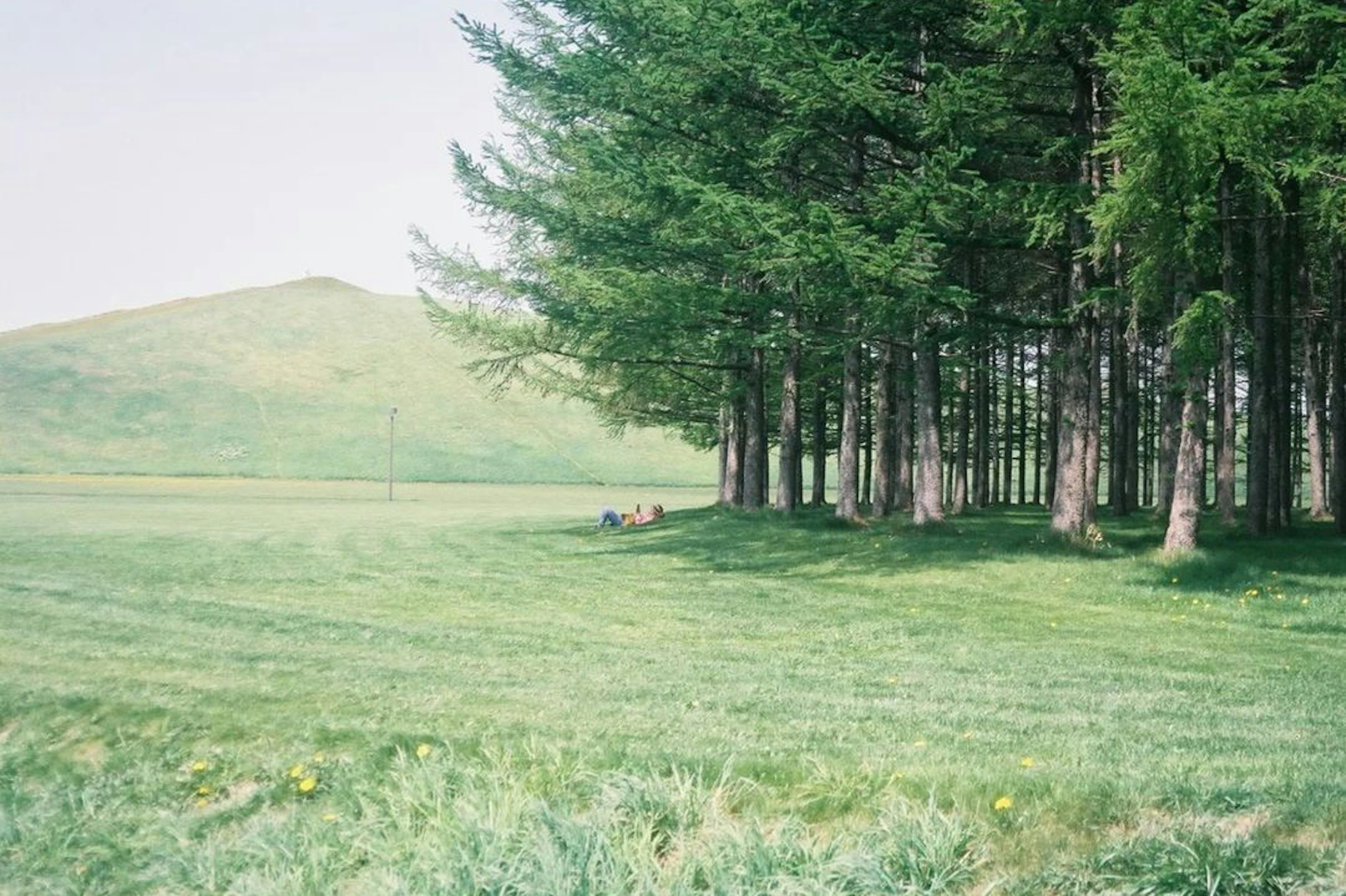 緑の草原と木々がある風景に人々がいる