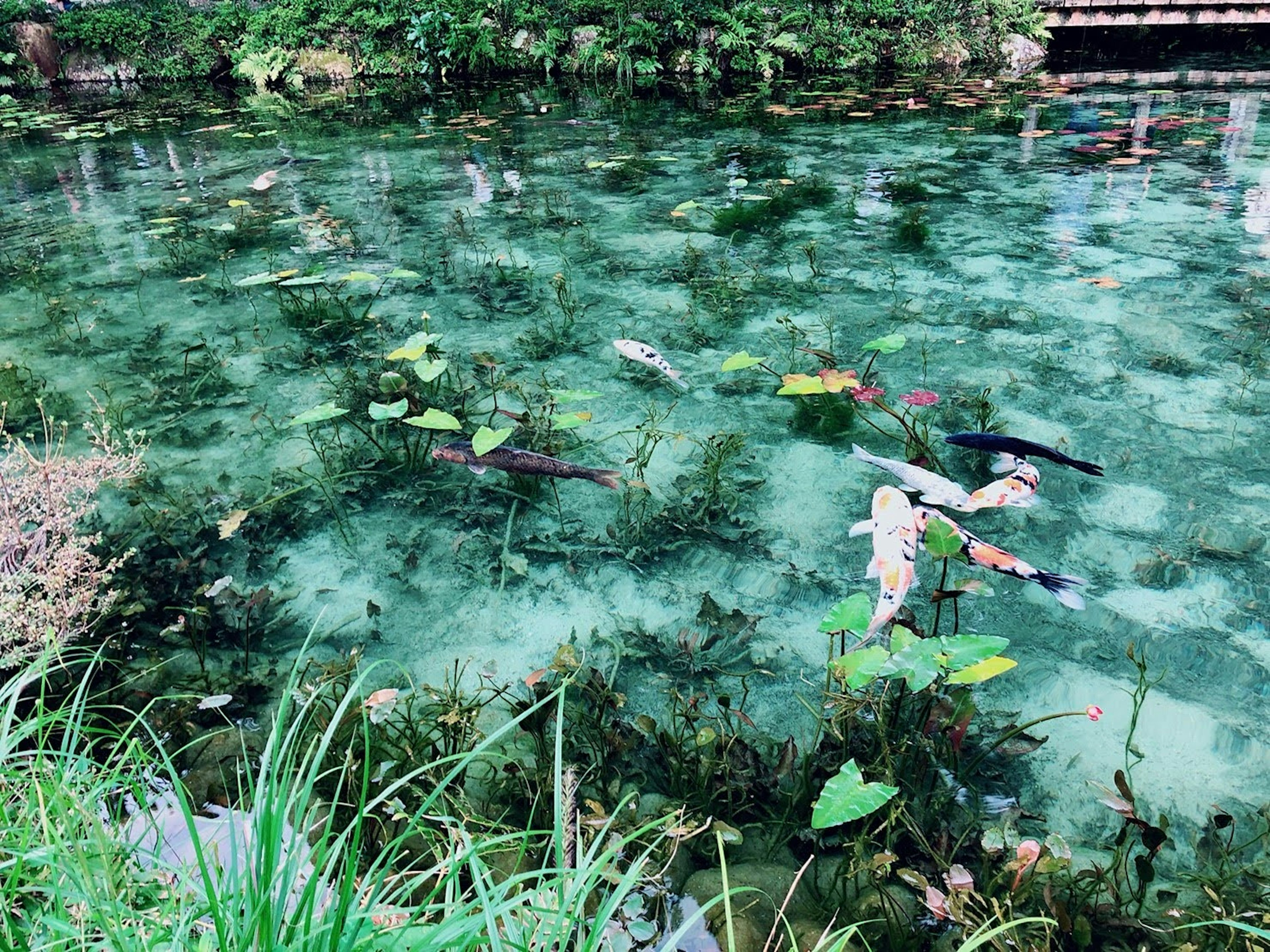 A tranquil pond featuring floating water plants and lily pads under a clear surface