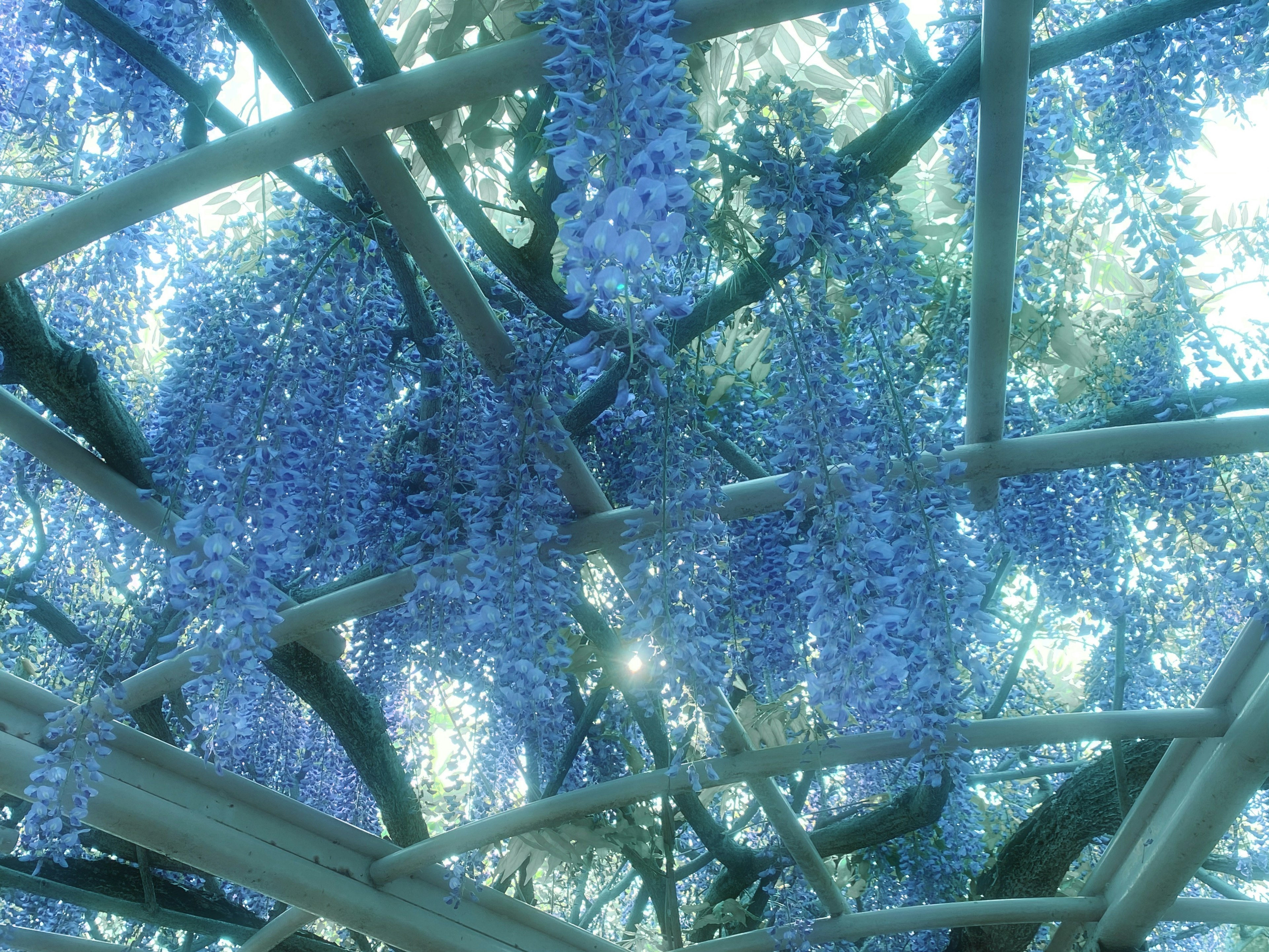 View from underneath a blooming wisteria arch with blue-purple flowers