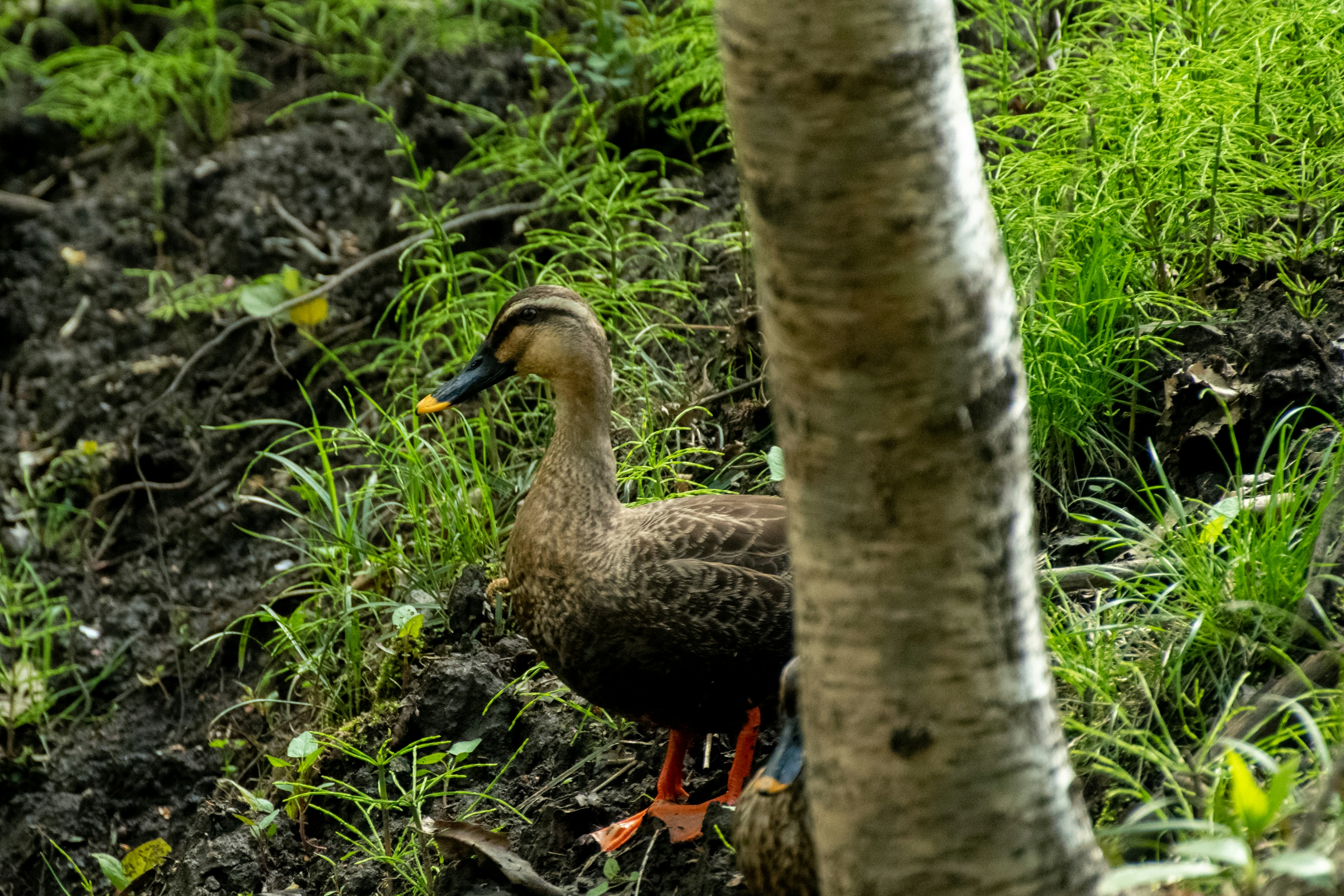 Seekor bebek berdiri di rumput di samping batang pohon