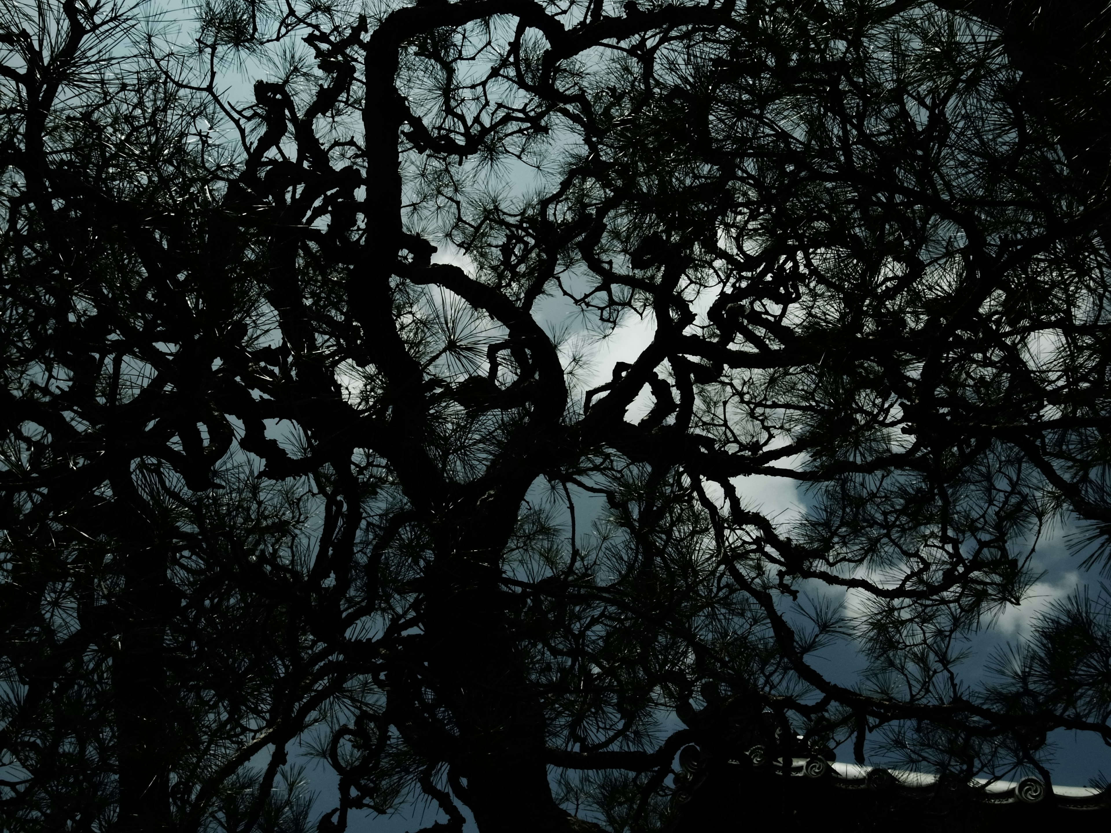 Silhouette de branches d'arbre tordues contre un ciel sombre