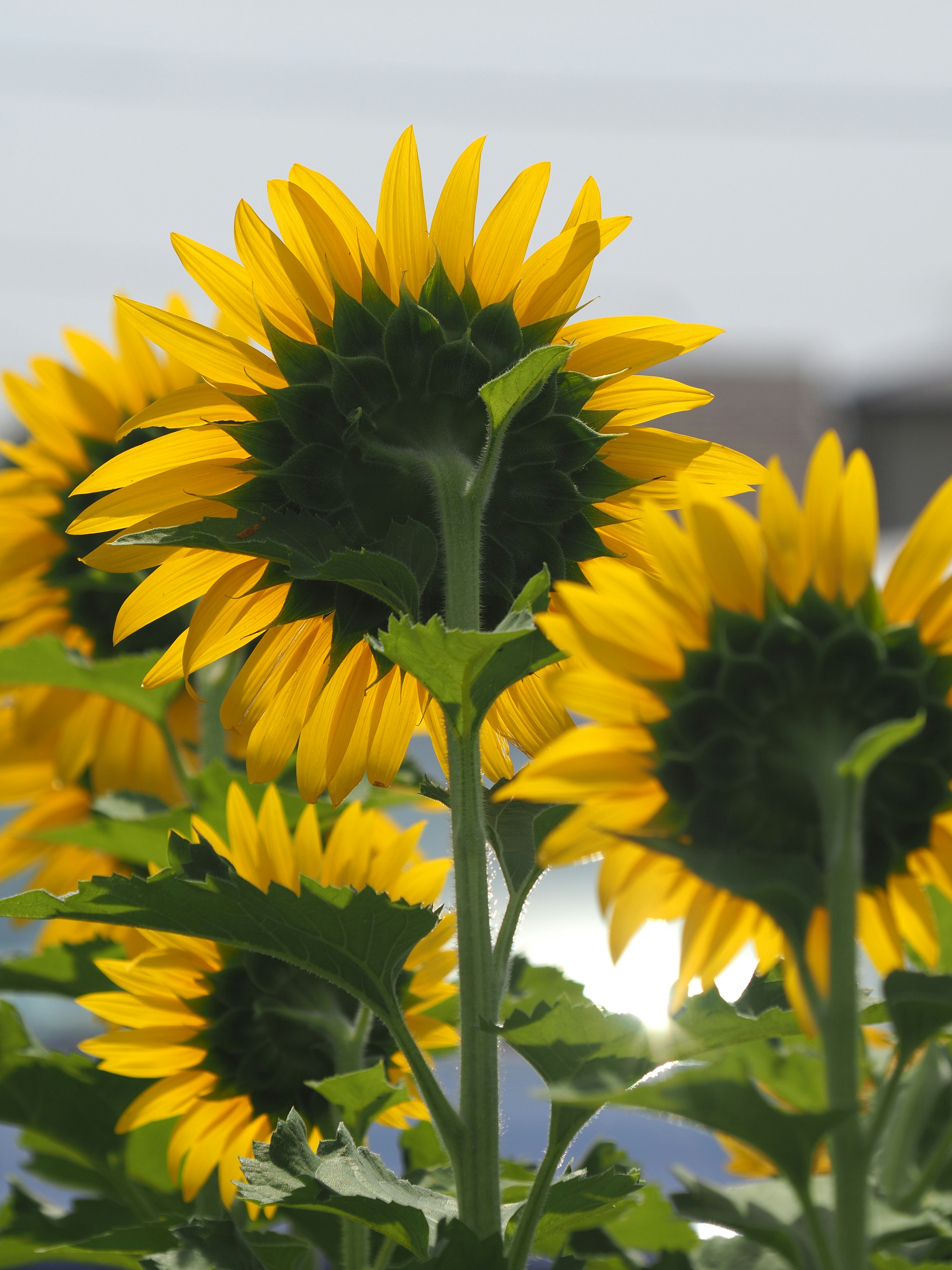 Girasoli in fiore con petali gialli vivaci su uno sfondo sfocato