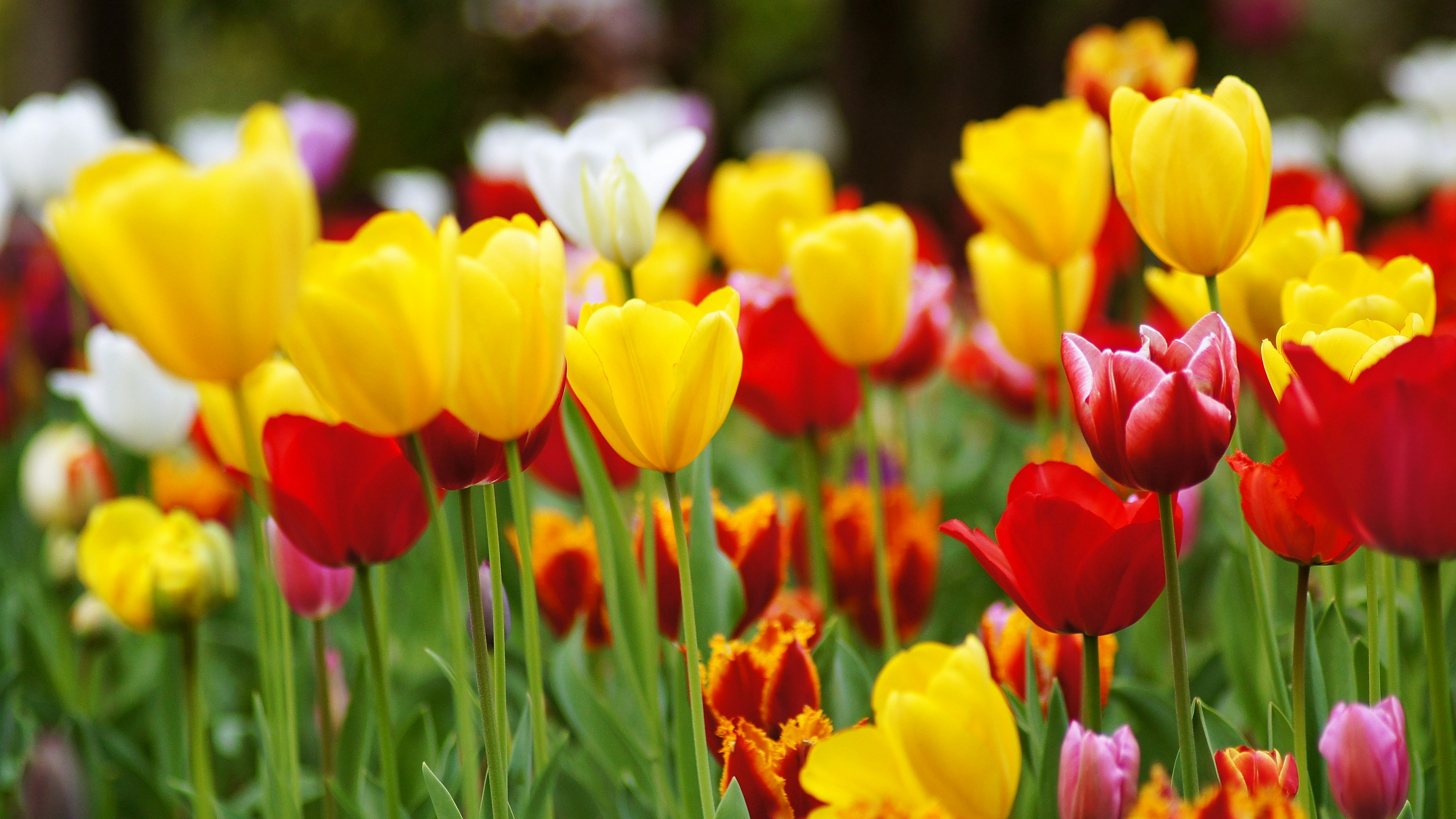 Vườn hoa tulip đầy màu sắc với hoa đỏ vàng và trắng