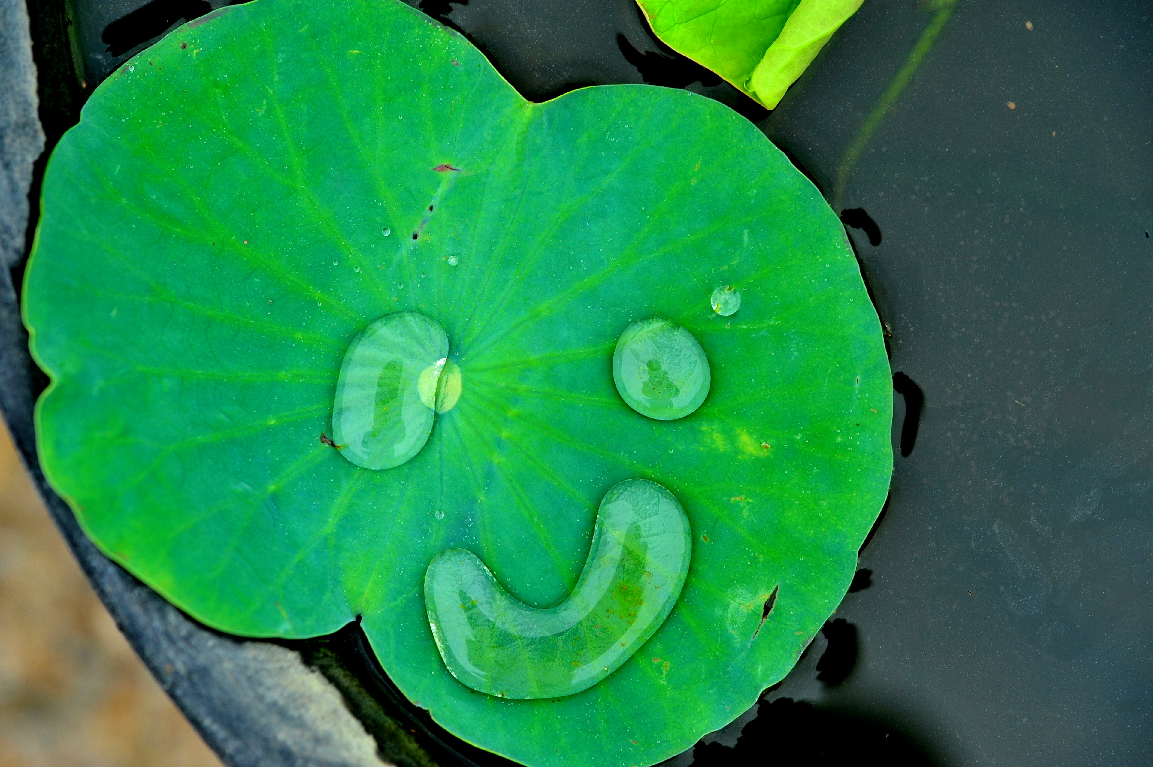 Ein auf dem Wasser schwimmendes Seerosenblatt mit Tropfen, die ein lächelndes Gesicht bilden