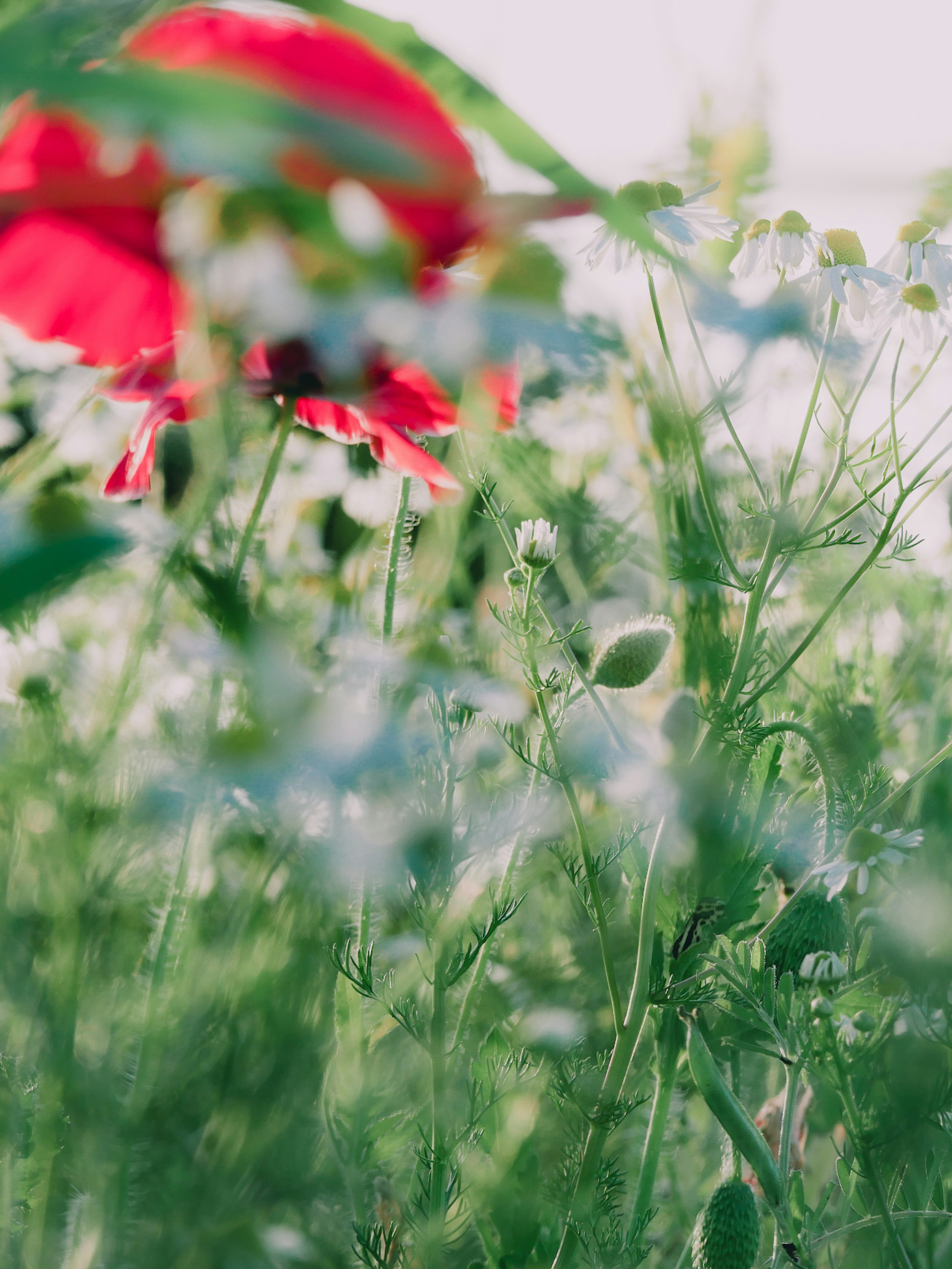 赤い花と緑の草のぼかしのある風景