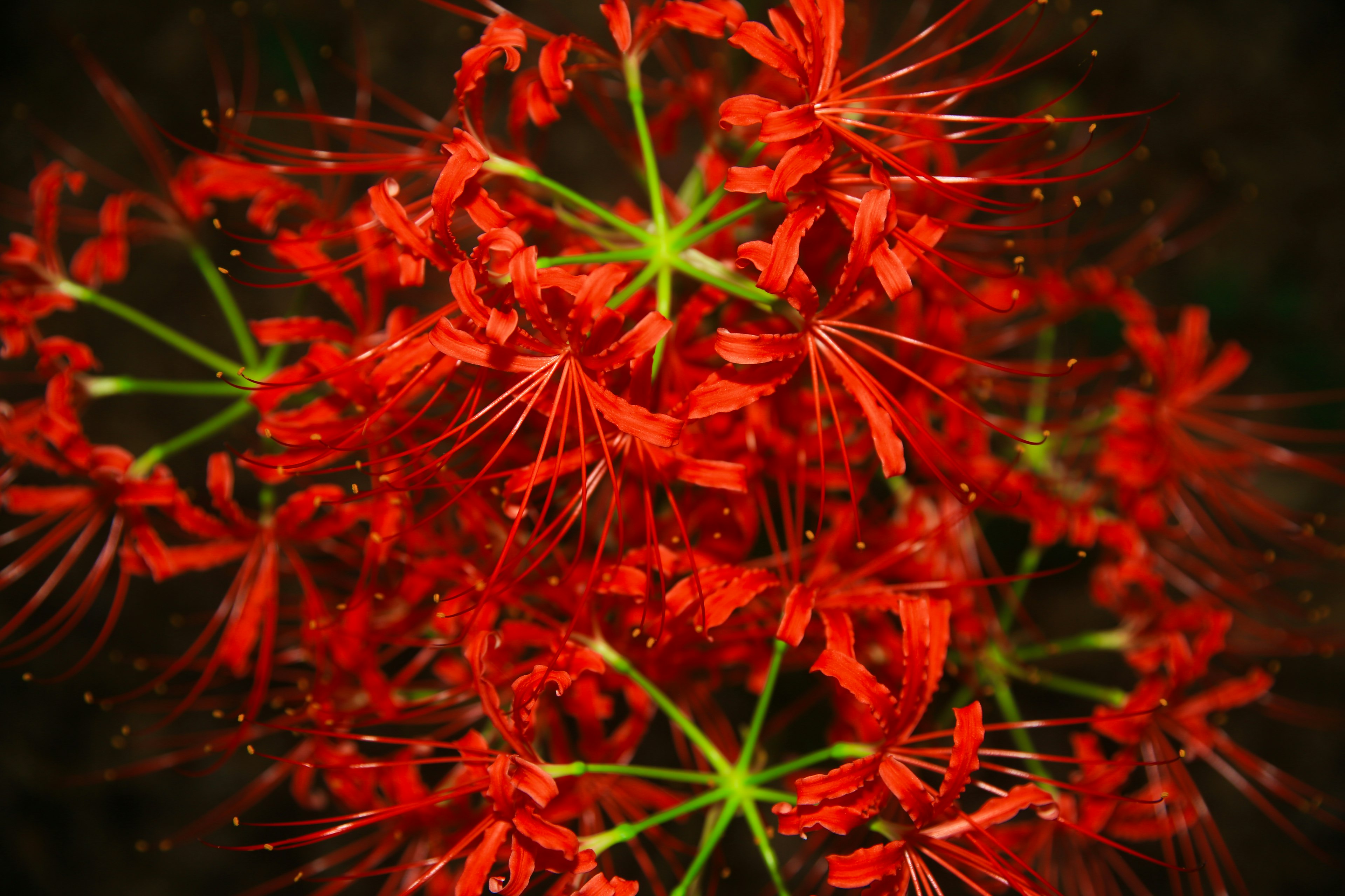 赤い花のクローズアップ 緑の茎と細い花びらが特徴的