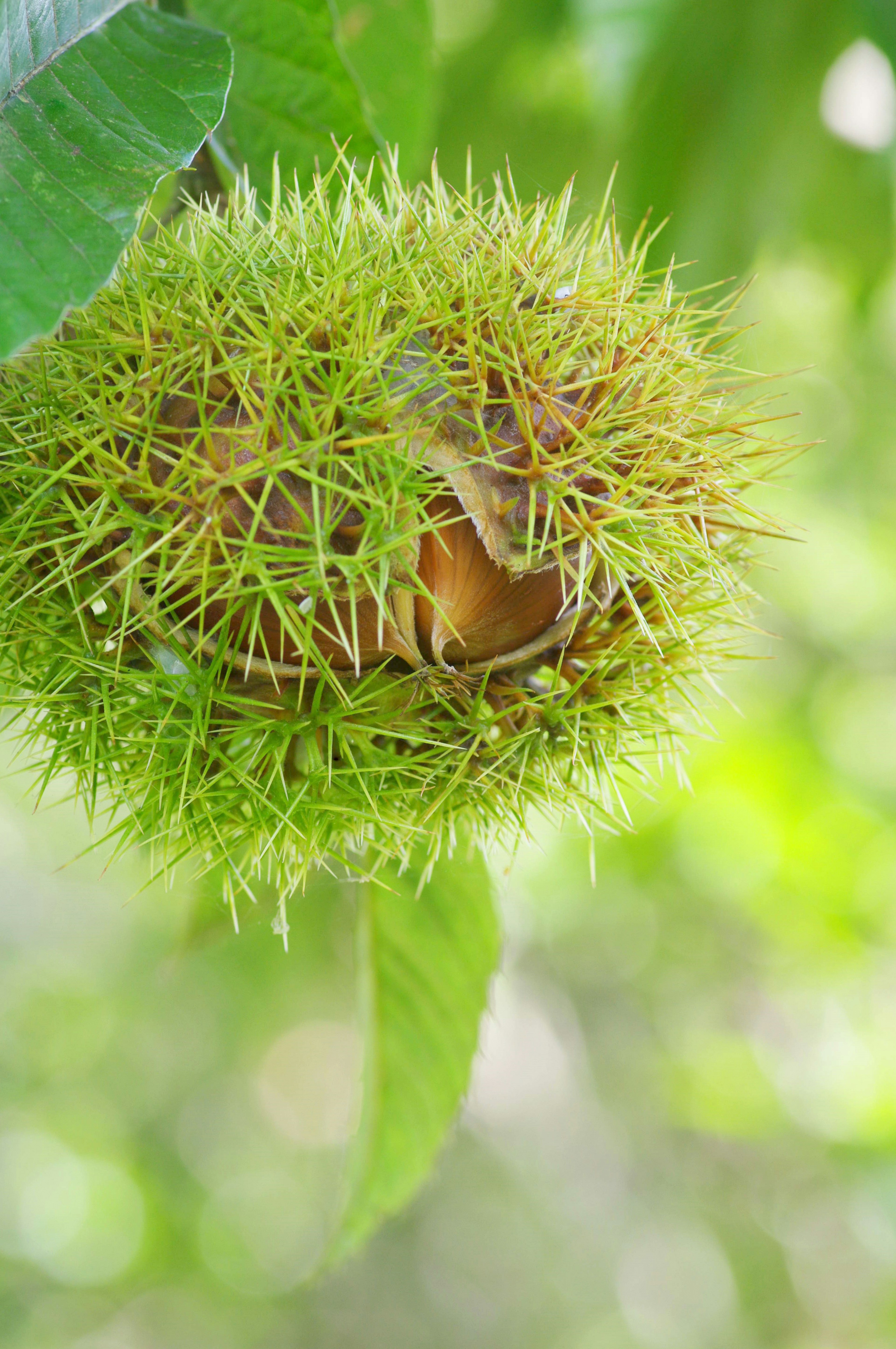 Castagna verde spinosa circondata da foglie