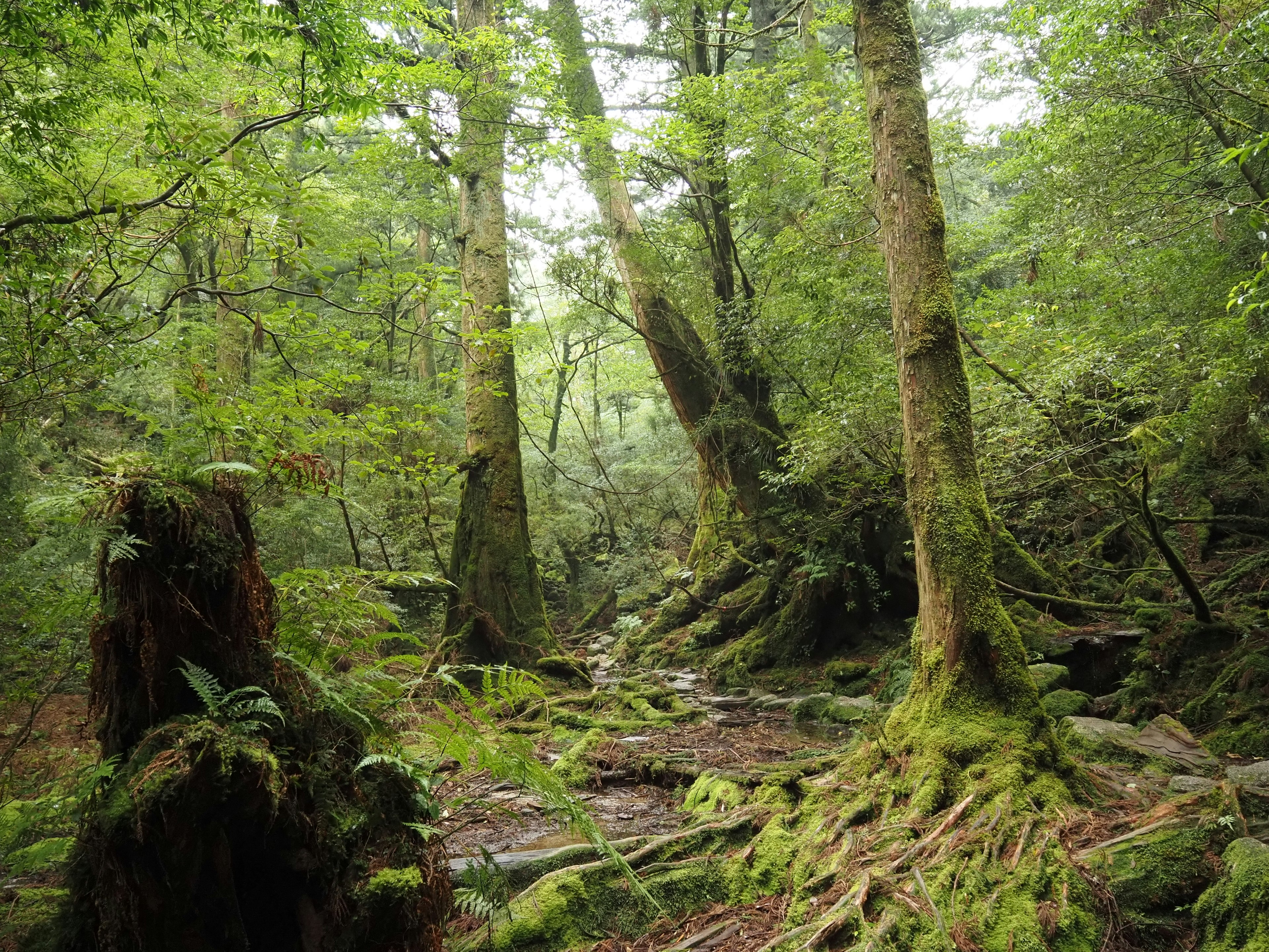 Tall trees surrounded by lush greenery and moss-covered rocks in a forest