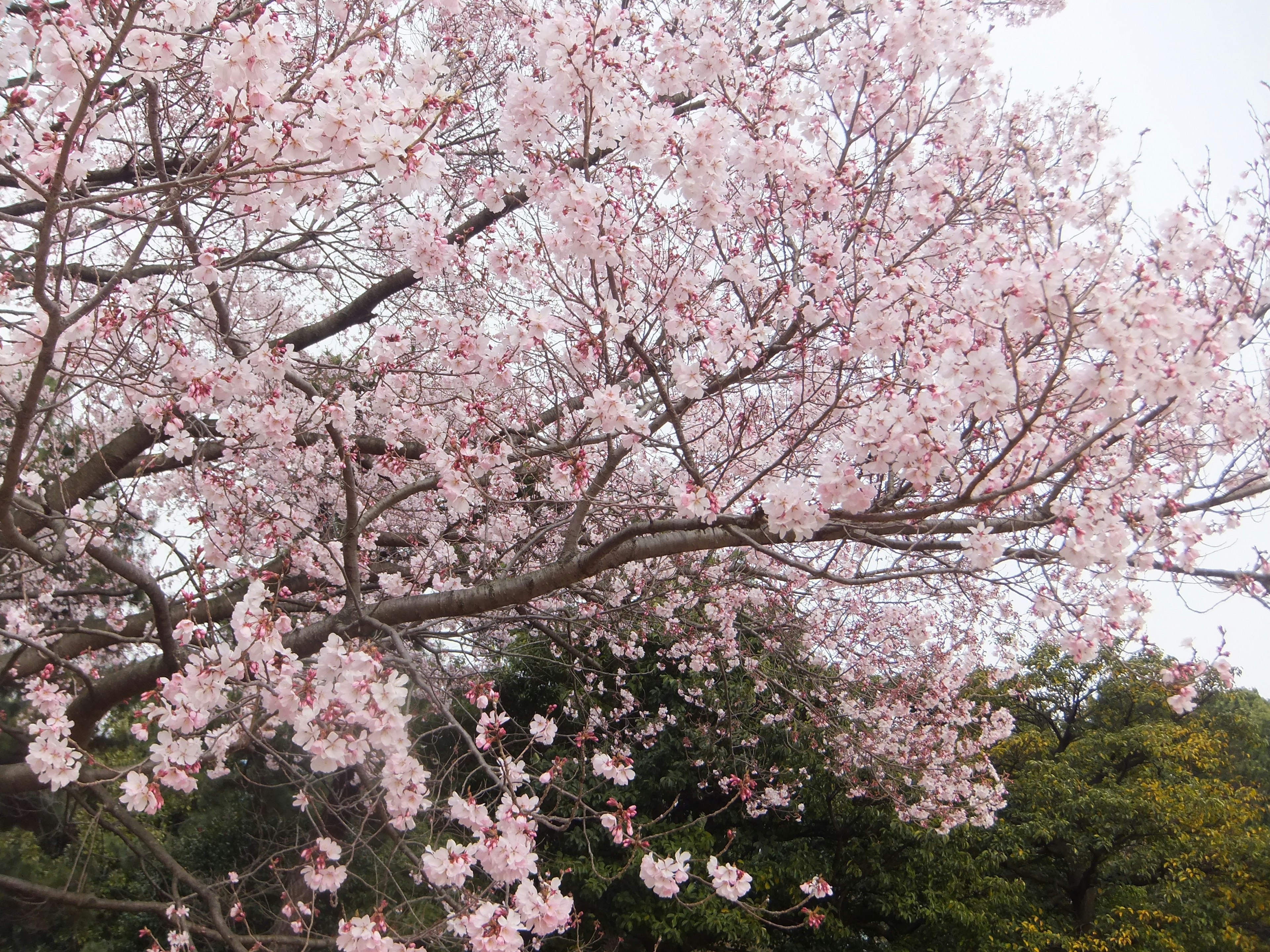 Branches of a cherry tree in full bloom with pink flowers