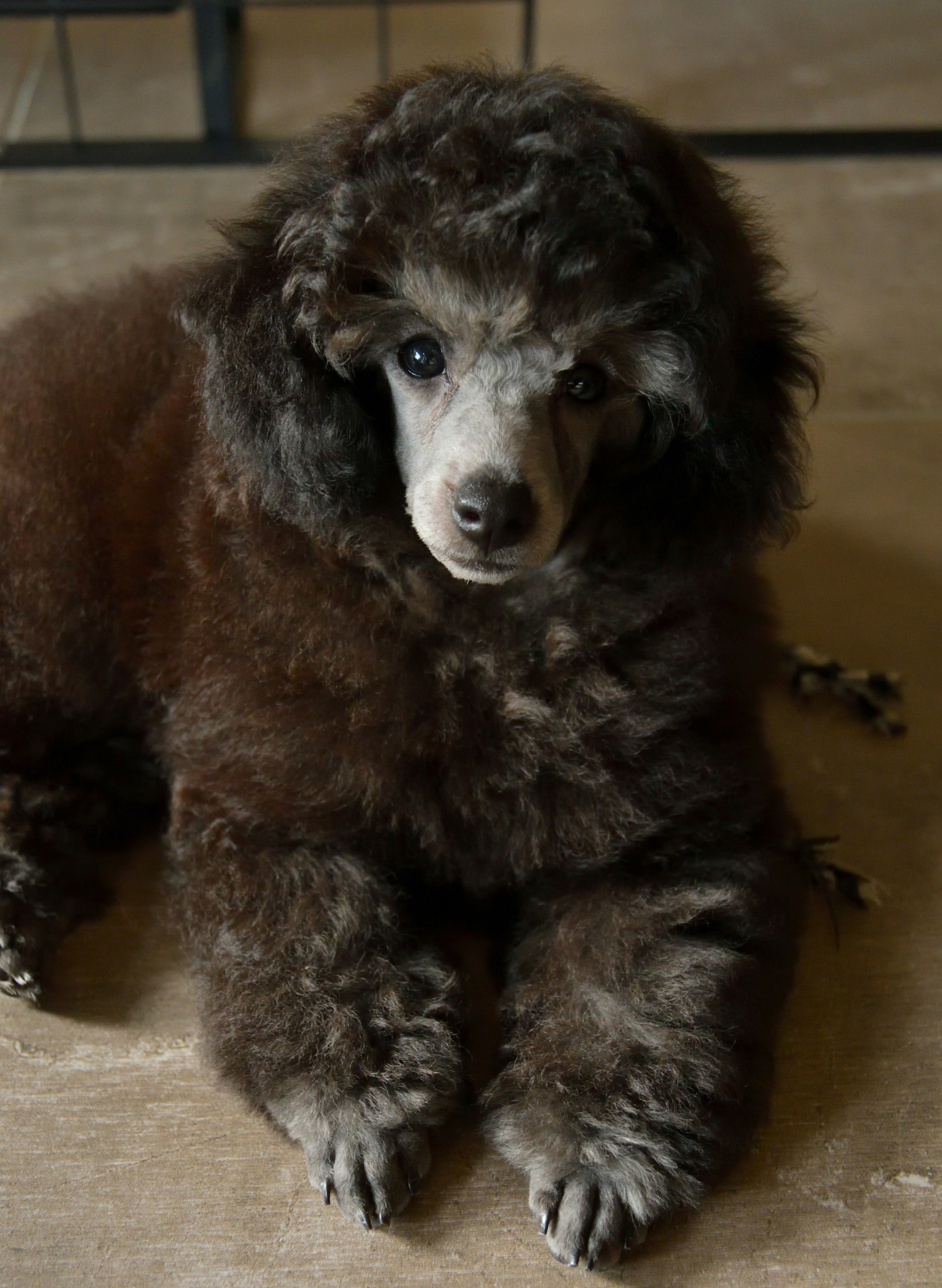 Một chú poodle nâu đang ngồi với bộ lông xù xì