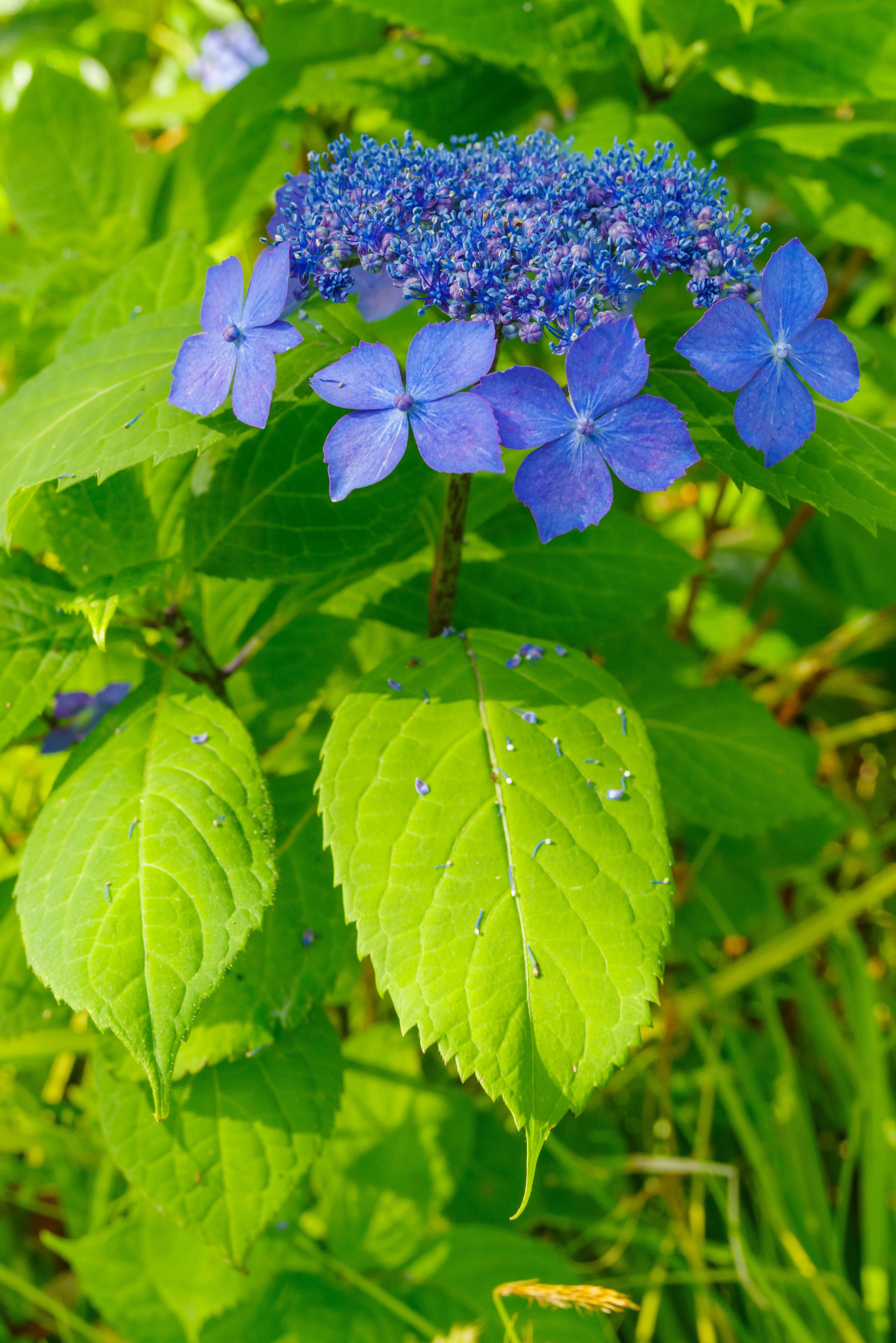 Close-up tanaman dengan bunga biru dan daun hijau