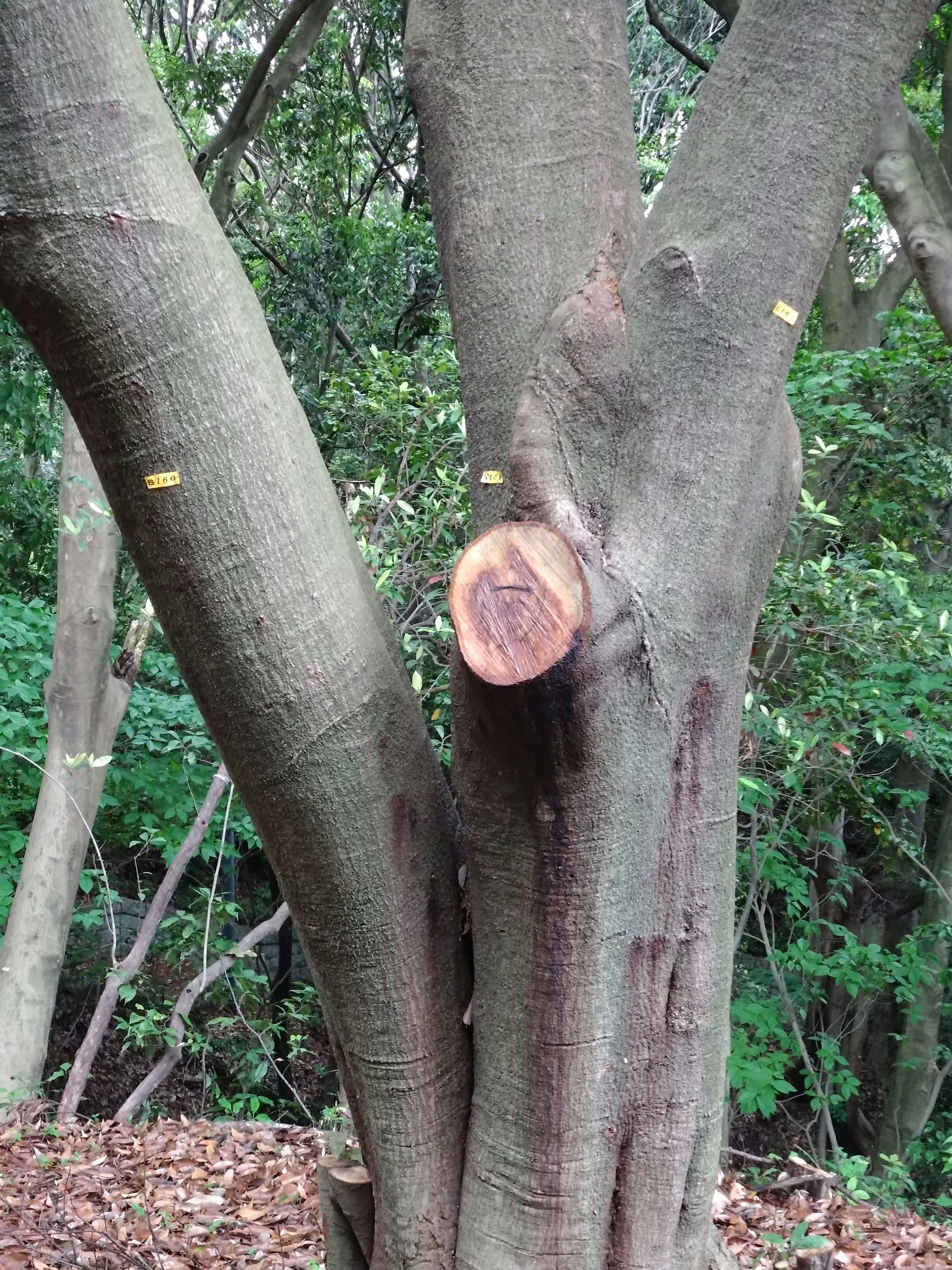 A tree trunk splitting into two with a freshly cut stump in a lush green environment