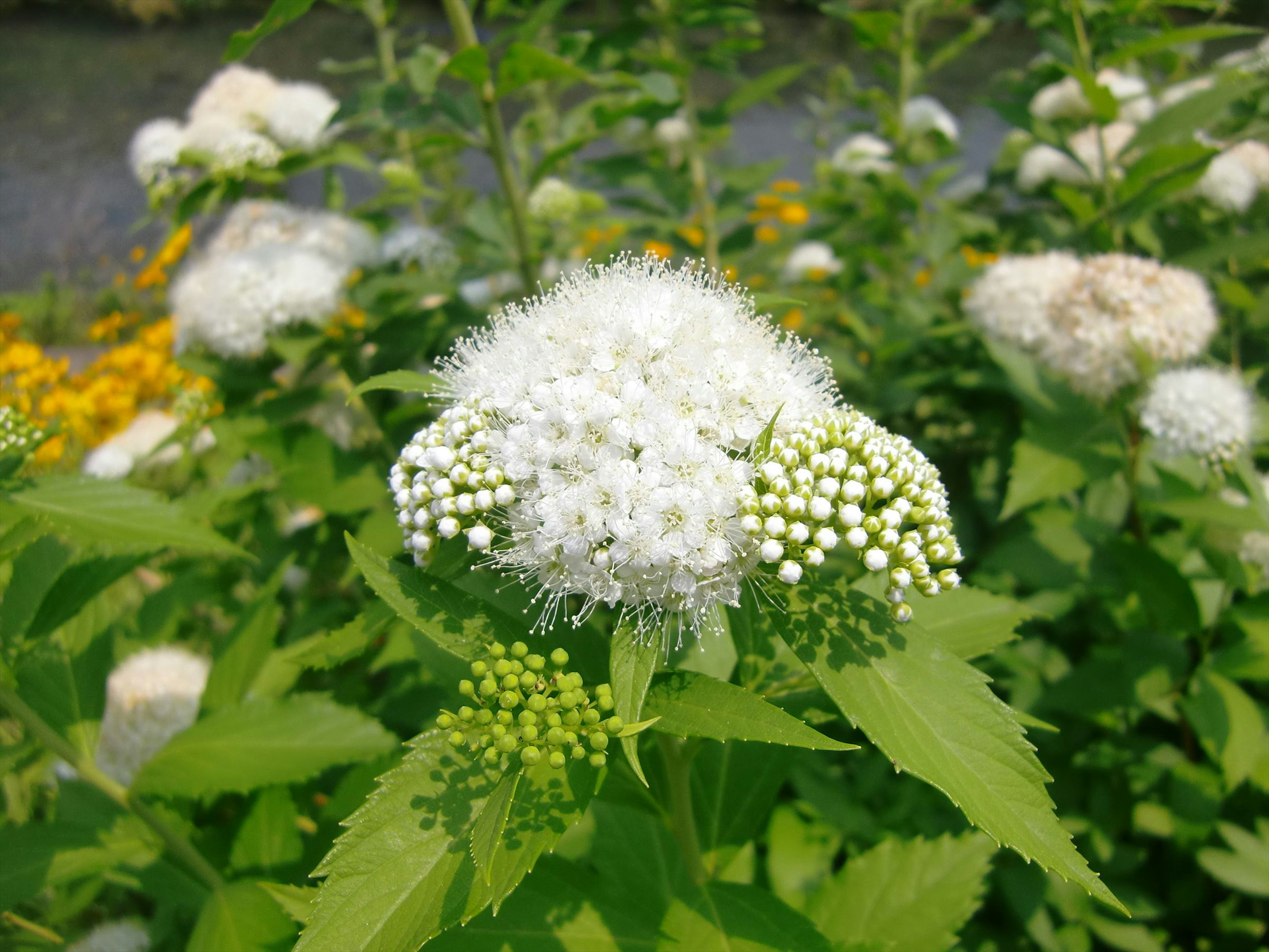 特写白色花朵的植物，周围环绕着绿色叶子