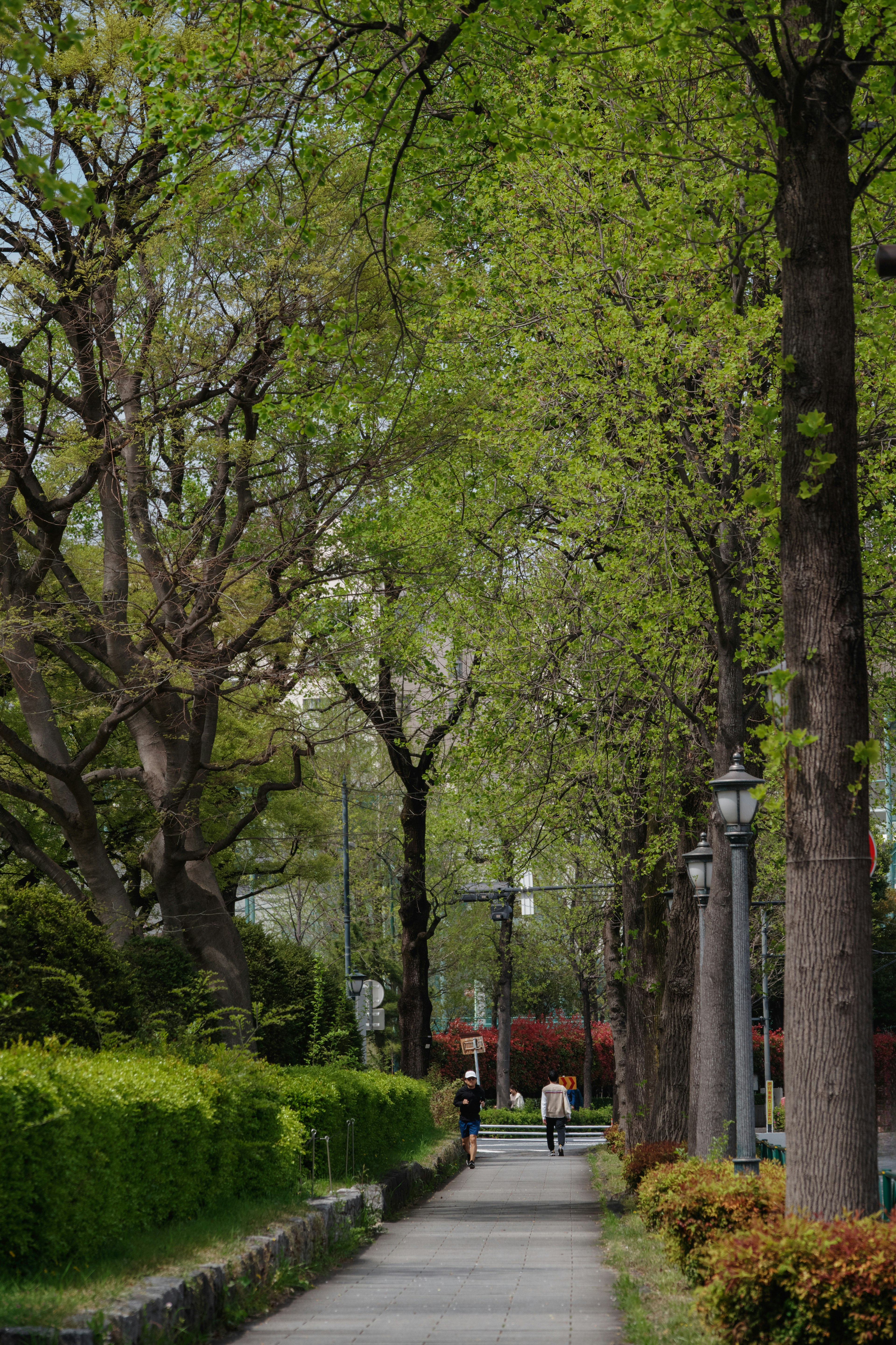 Escena de parque serena con un camino bordeado de árboles y vegetación exuberante