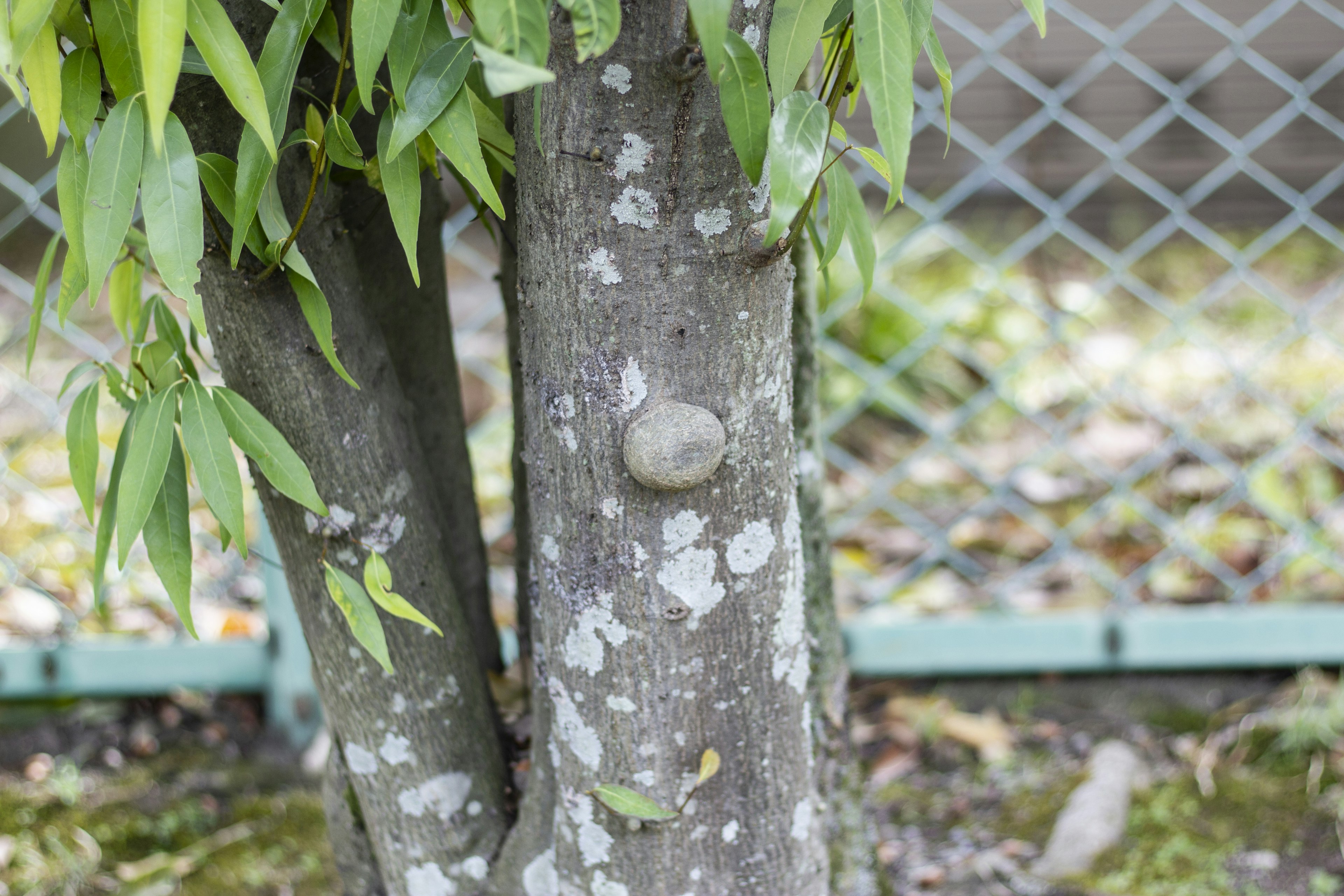 Tronc d'arbre avec motifs distinctifs et petite pierre attachée, entouré de feuilles vertes