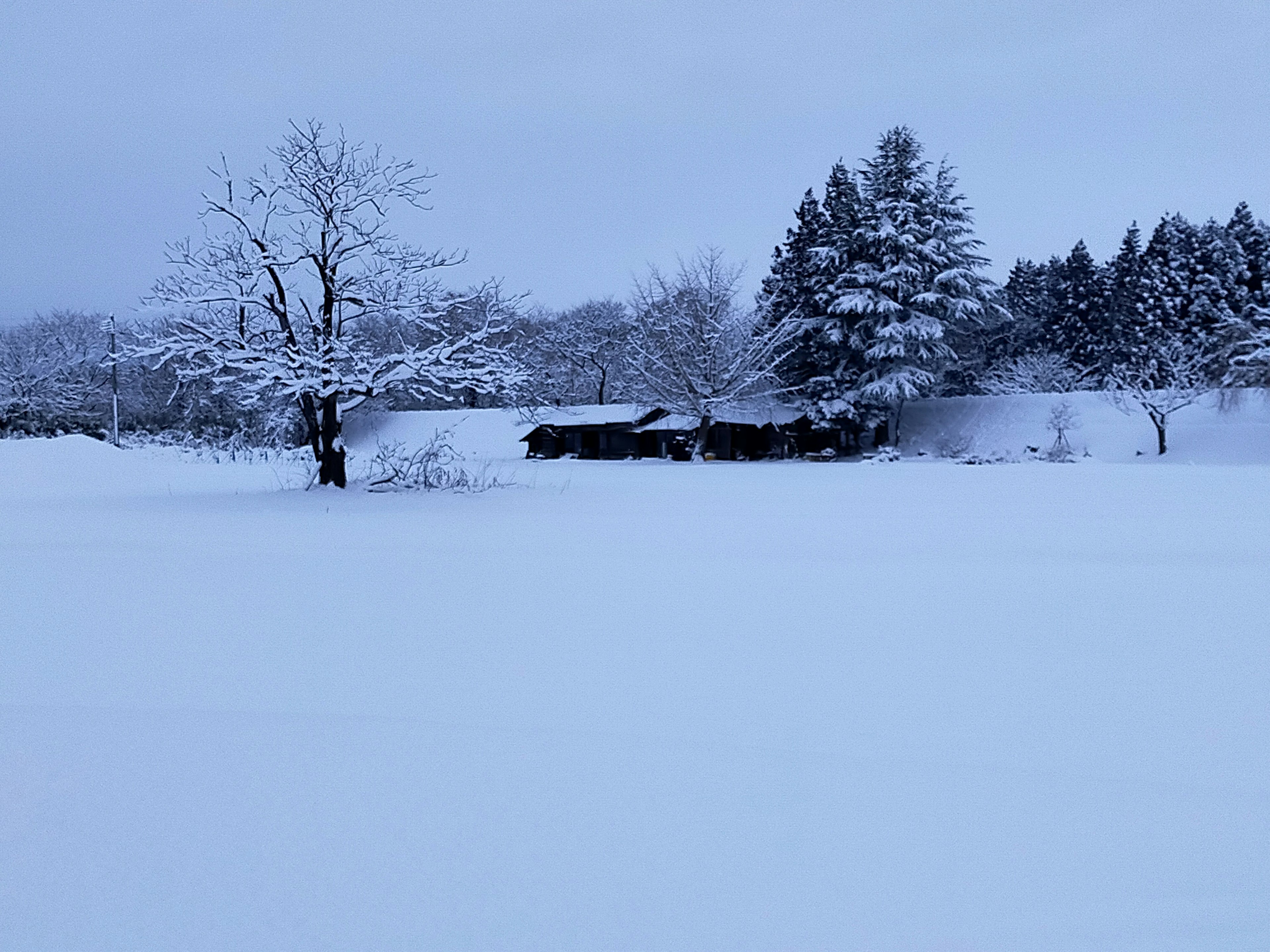 雪に覆われた風景に立つ木々と小屋