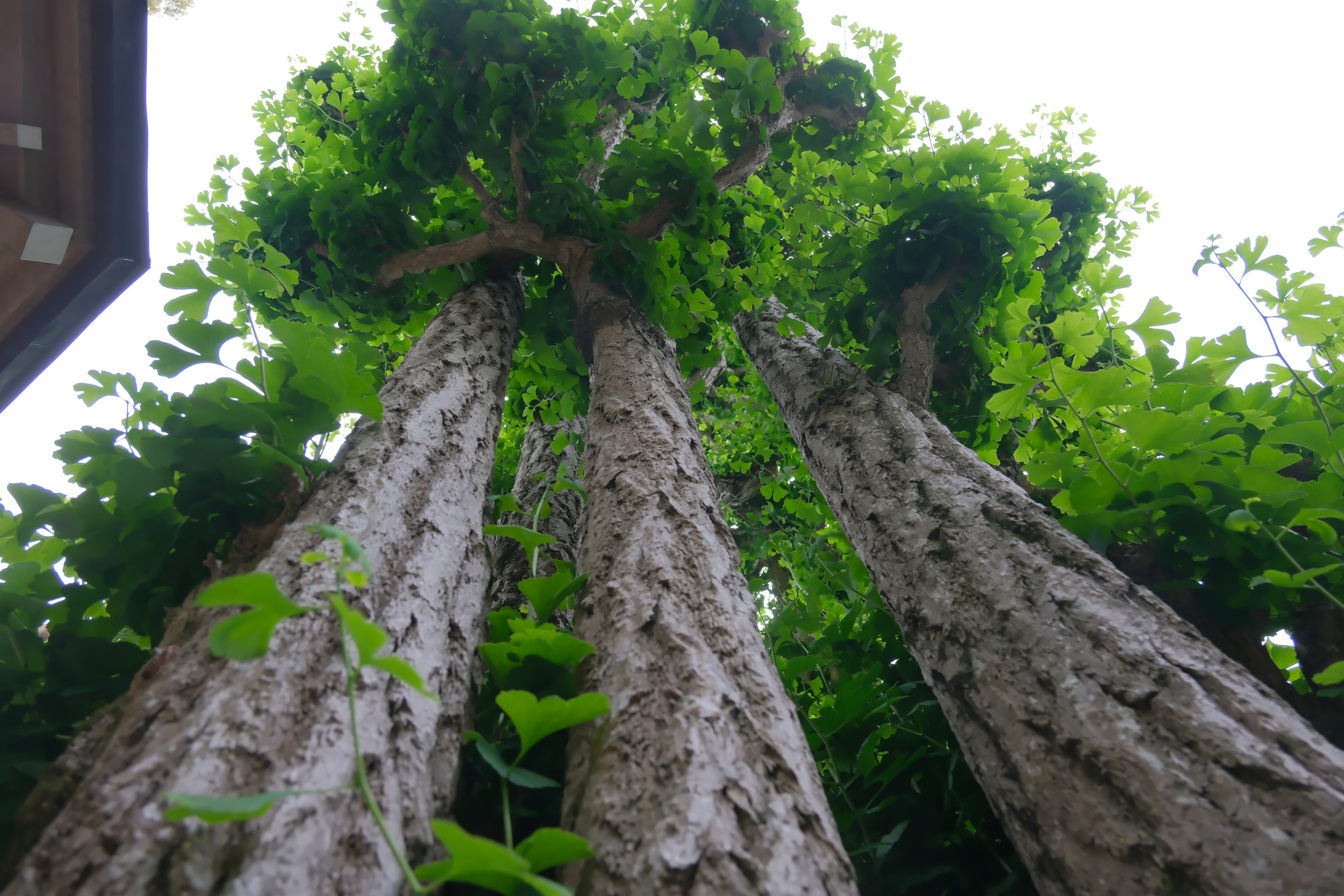 Alti alberi con foglie verdi rigogliose ripresi da una prospettiva bassa