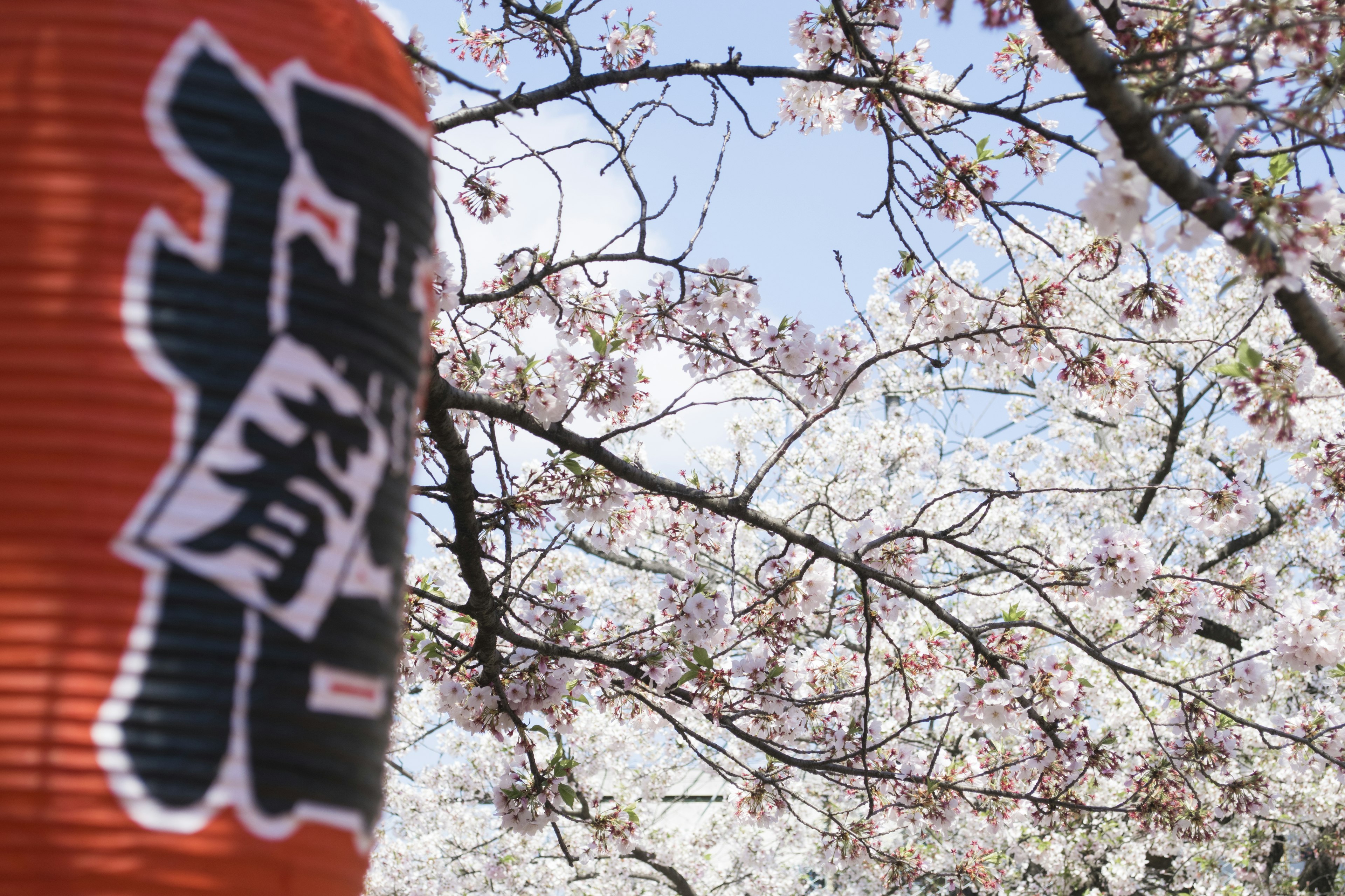 Cherry blossoms and lantern in a spring scene