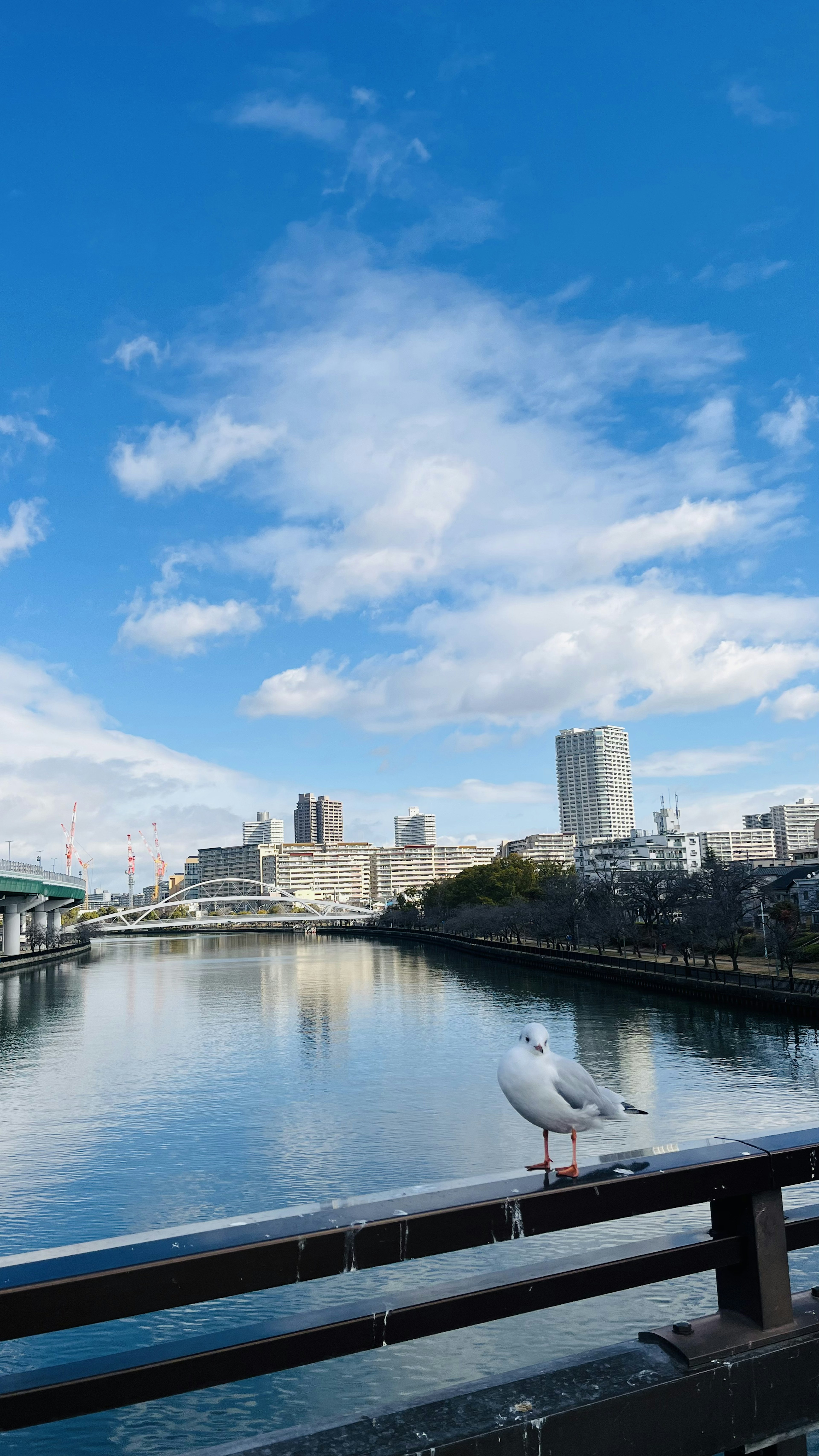 Scenic riverside view with blue sky and clouds A bird perched on the railing Urban buildings in the background