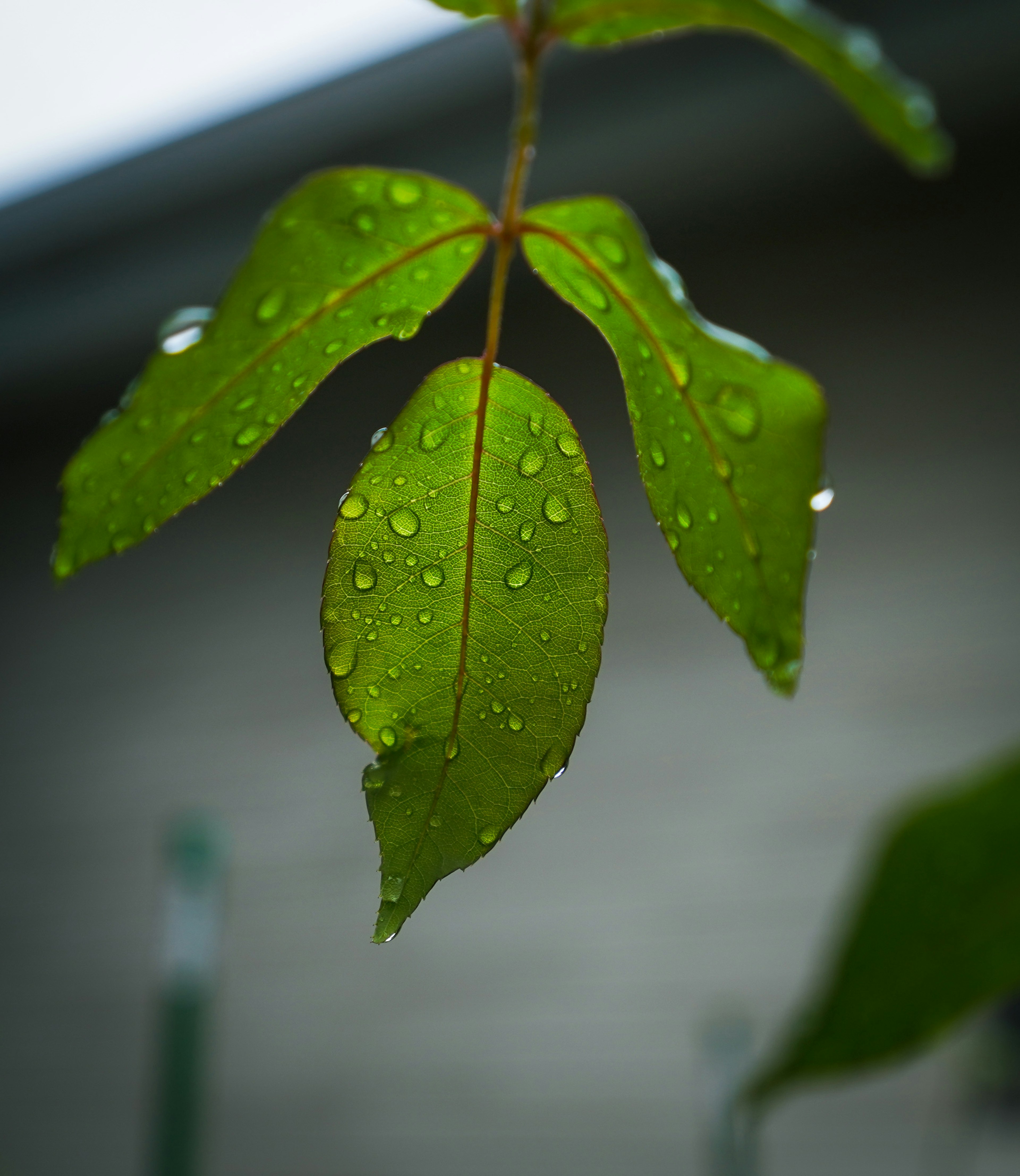 水滴がついた緑の葉が近くで撮影されている