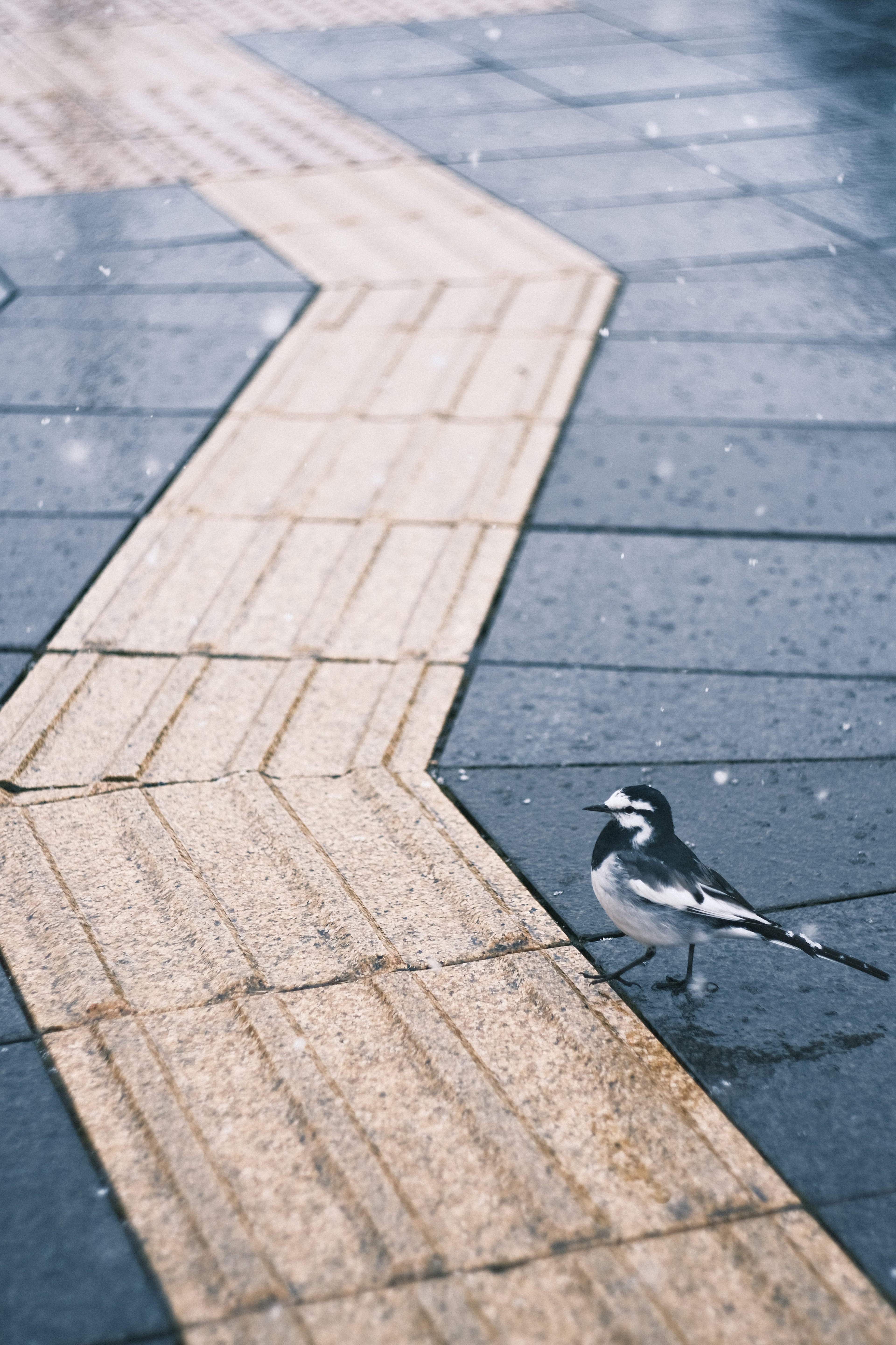 雪の中を歩く鳥と曲がったタイルの道